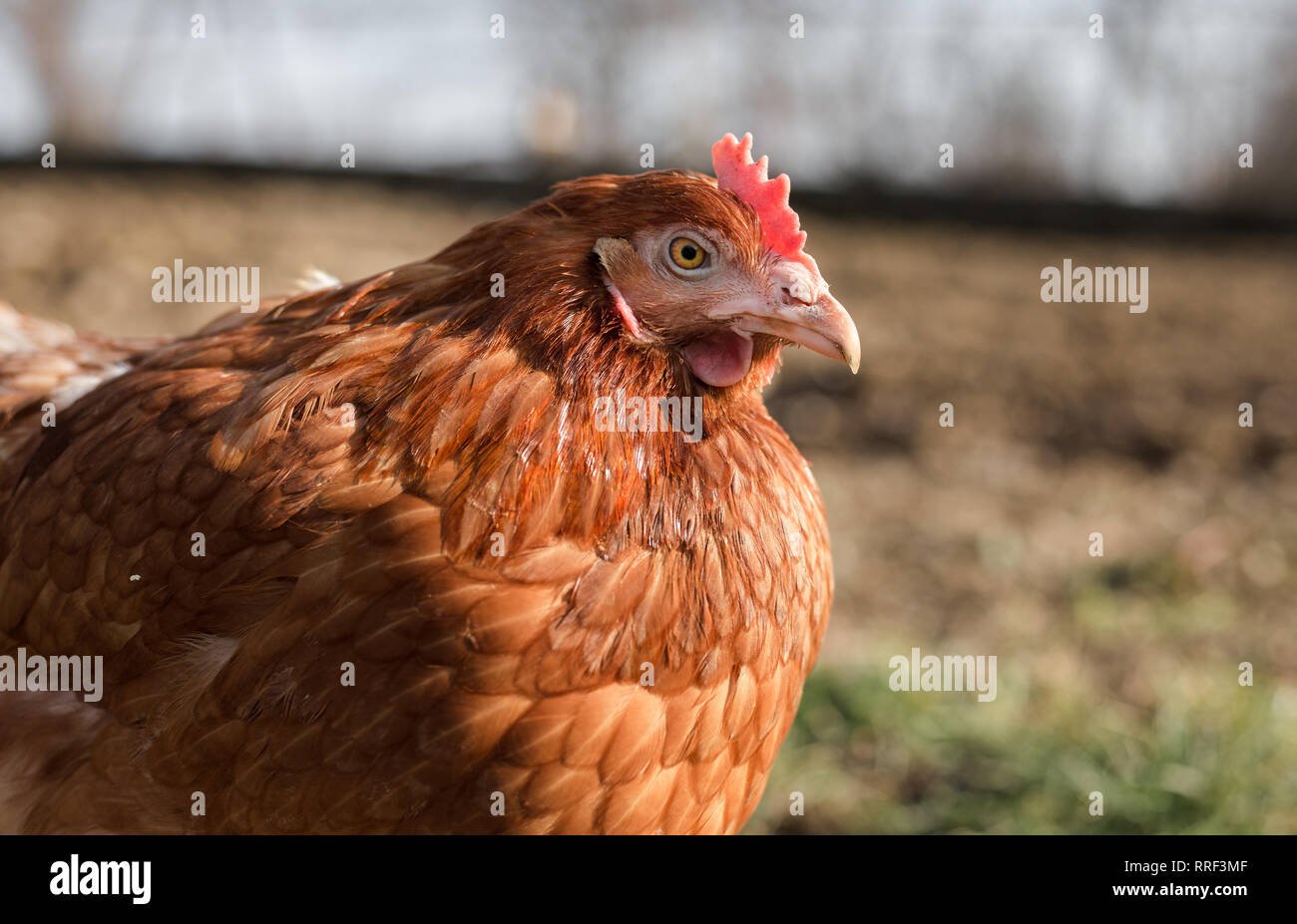 Close up portrait (arrière-plan flou) de poule brune dans le jardin aux beaux jours. Belle Poule avec de jolis yeux à la pose et à l'appareil photo Banque D'Images