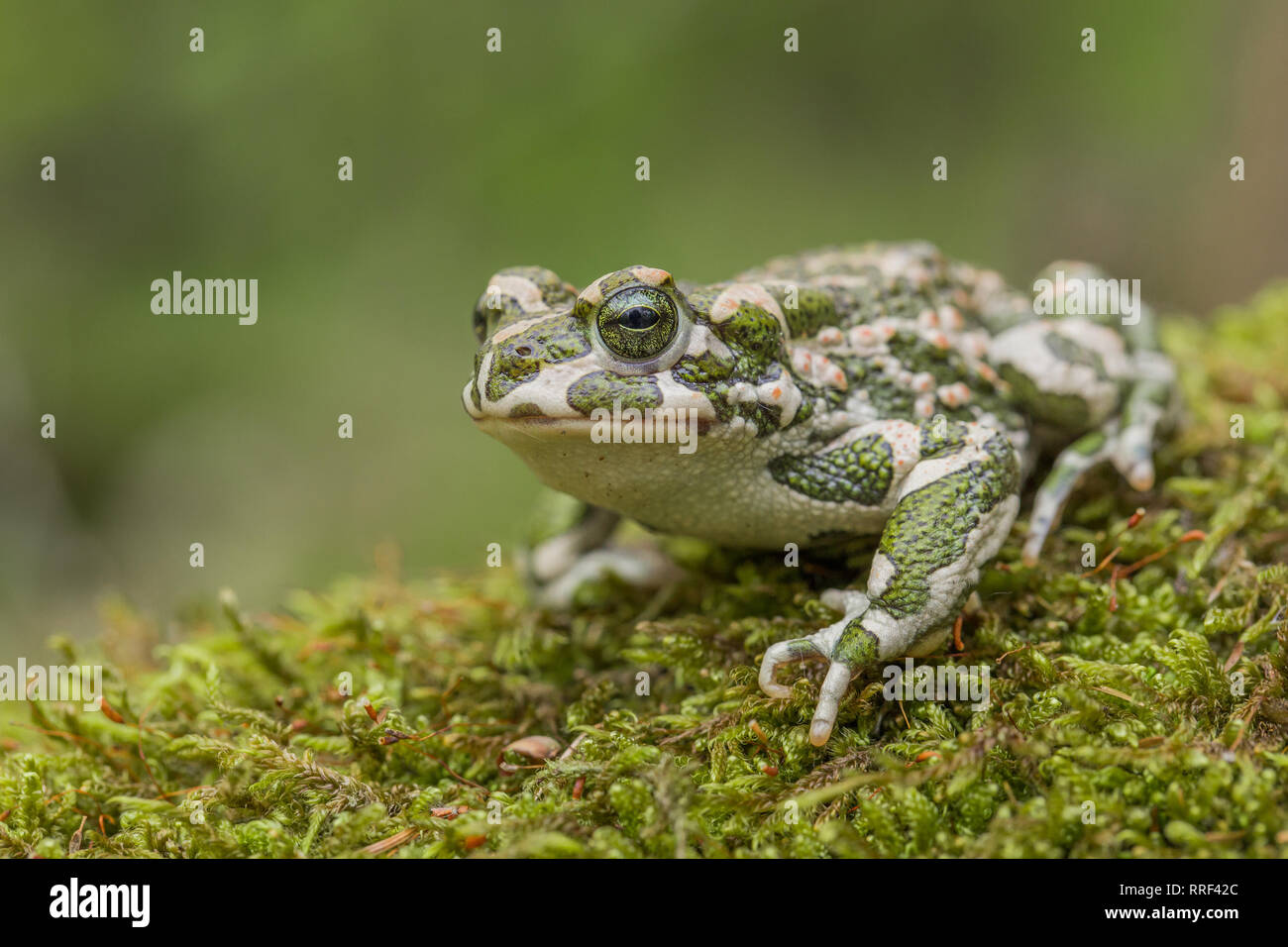 Photo de la faune crapaud vert Bufotes viridis Banque D'Images