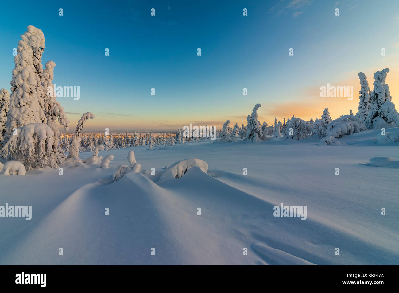 Sapins couverts de neige et de fortes gelées dans le Parc National de Riisitunturi, Kuusamo, Finlande Banque D'Images