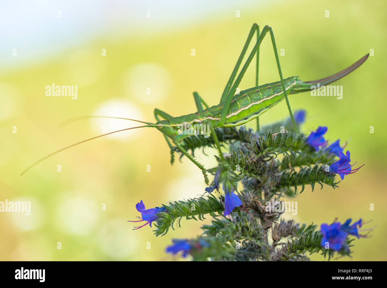 La faune macro photo de Bush cricket ou magicien dopés pedo Saga Banque D'Images
