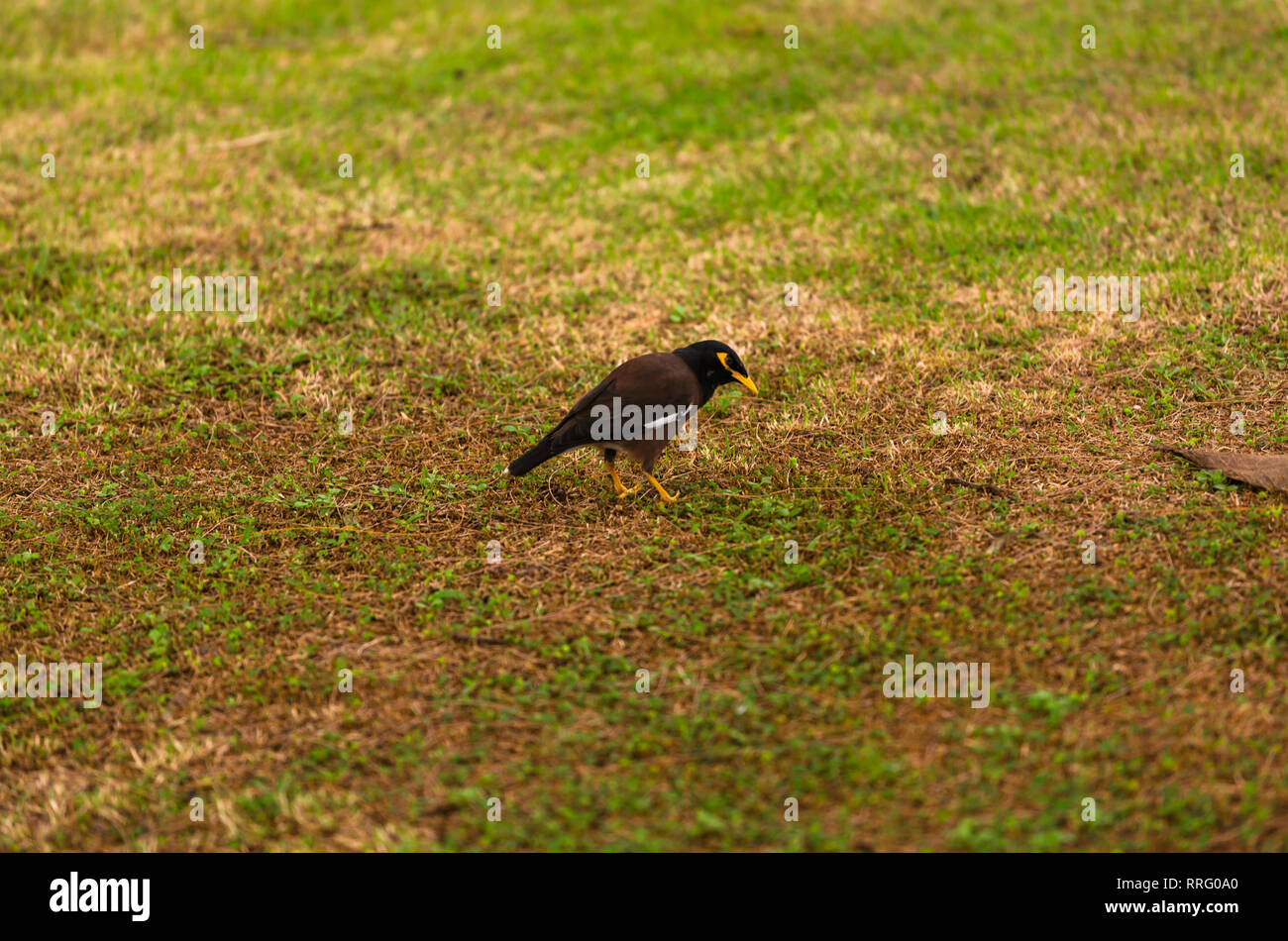 Oiseau Mynah Thaïlandais à Létat Sauvage Myna Oiseaux