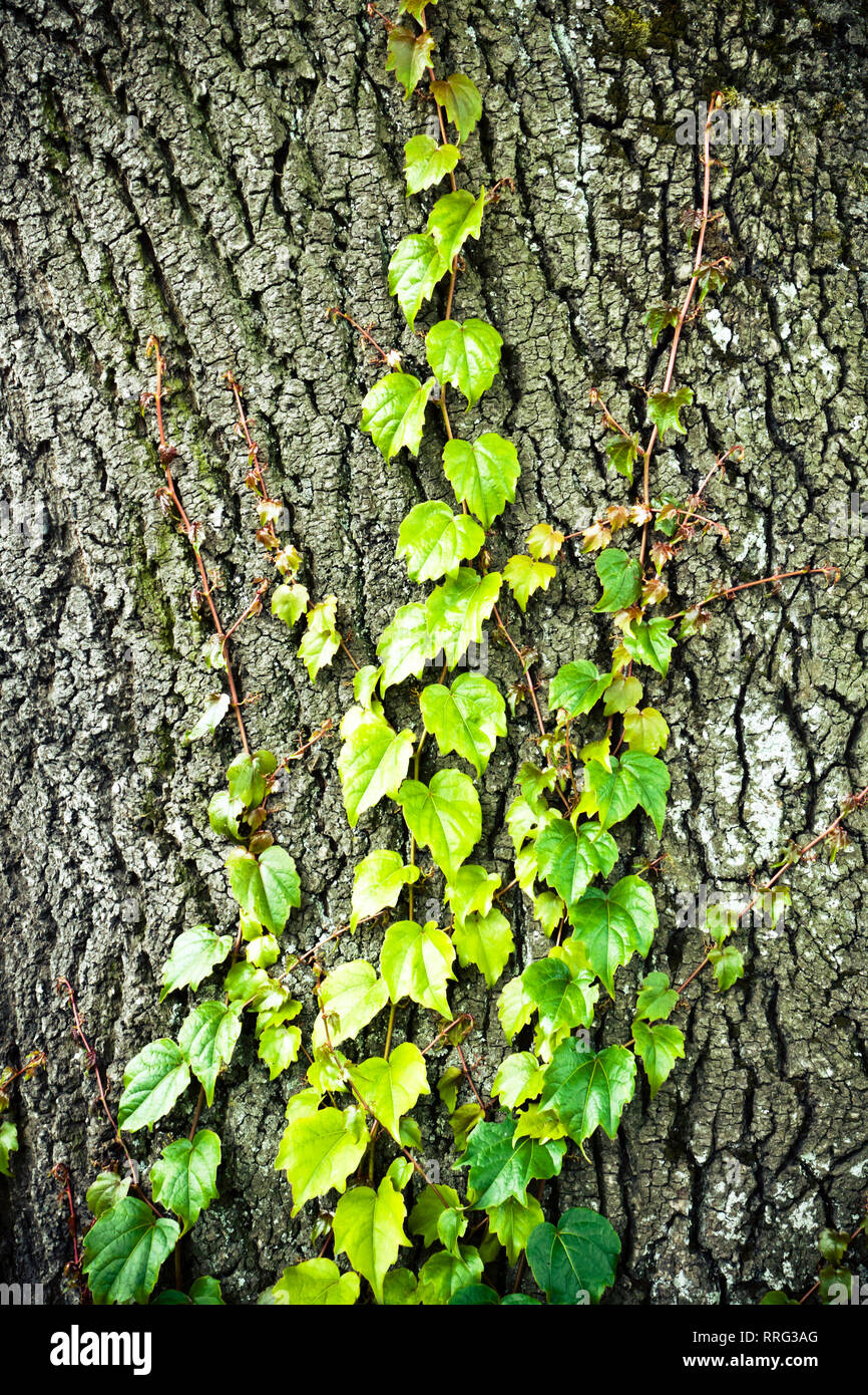 Plante grimpante poussant le long d'un tronc d'arbre Banque D'Images