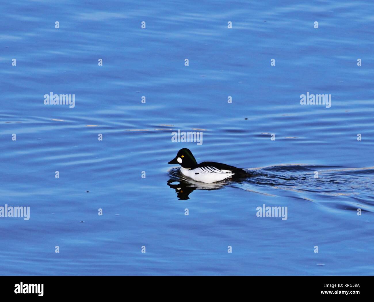 Le garrot à œil d'or (Bucephala clangula), mâle, la natation dans la rivière Vltava à Prague Banque D'Images