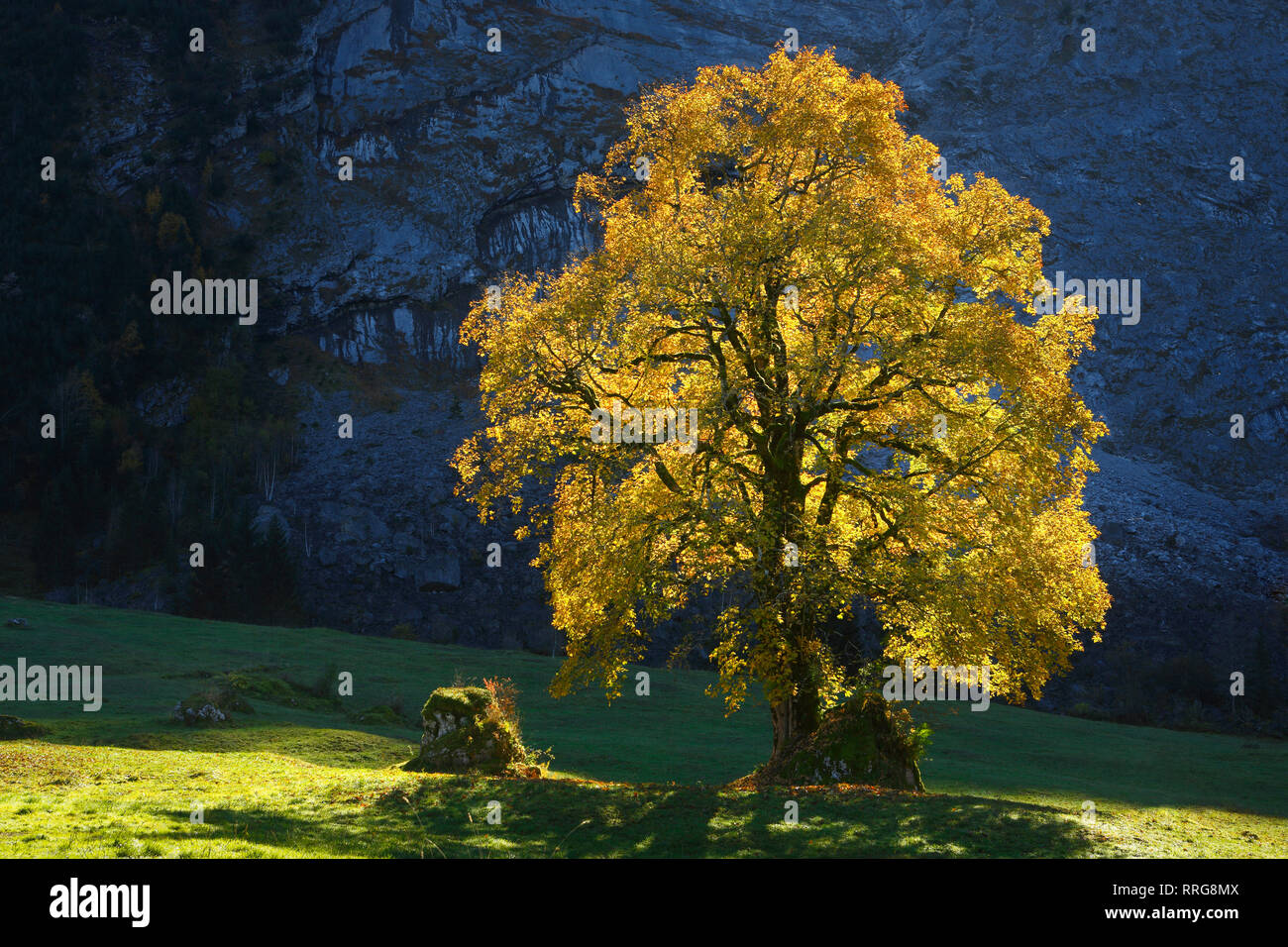 La botanique, Celtic, Acer pseudoplatanus, Additional-Rights Clearance-Info-Suisse-Not-Available Banque D'Images