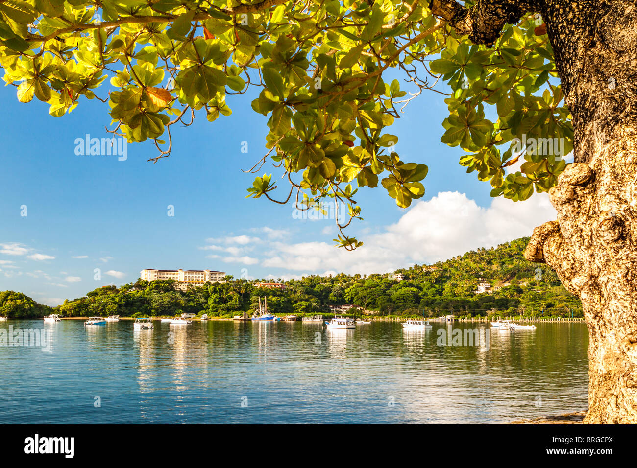 Baie de Samana encadrée par un arbre tropical en République dominicaine sur une journée ensoleillée. Banque D'Images