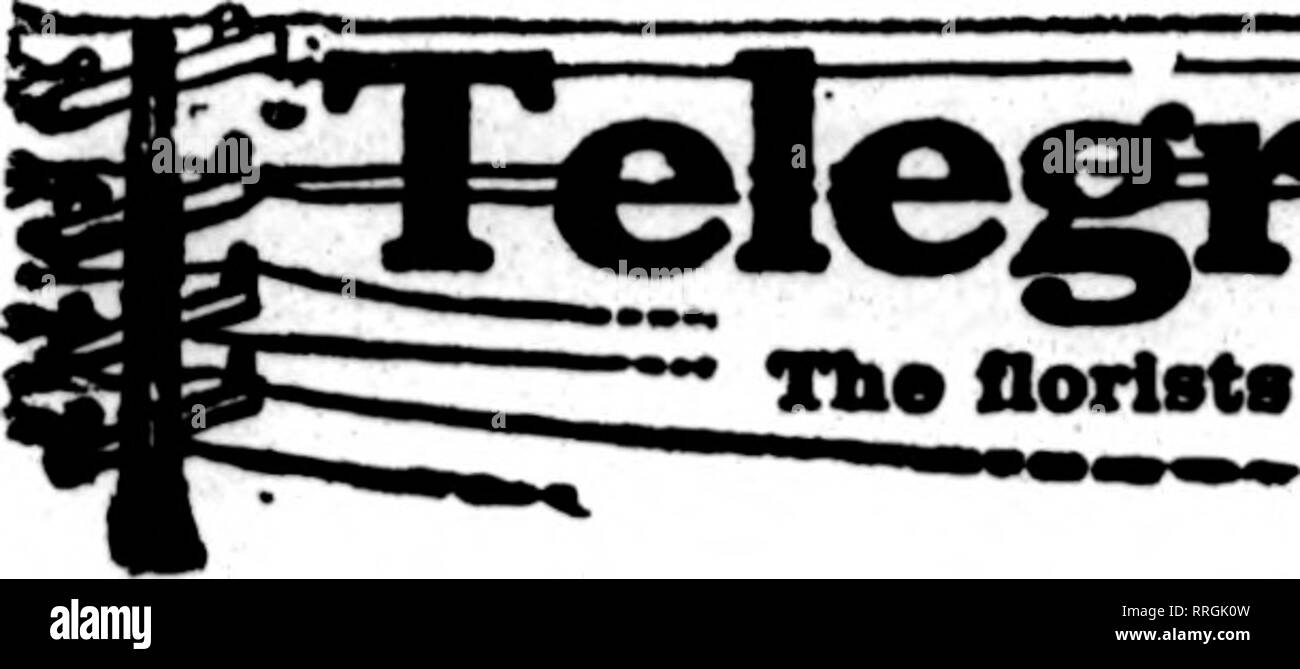 . Les fleuristes [microforme] examen. La floriculture. 73 La revue^ Fleuristes JuNH 3, 1920 flortsts^. l l e dont l'eards avpear sur le j&gt;aces ewrryinc vrepared fhia garde, sont à l'ordre de remplissage* autres lirom flortste pour la livraison locale sur le baale vénales.. Veuillez noter que ces images sont extraites de la page numérisée des images qui peuvent avoir été retouchées numériquement pour plus de lisibilité - coloration et l'aspect de ces illustrations ne peut pas parfaitement ressembler à l'œuvre originale.. Chicago : les fleuristes Pub. Co Banque D'Images