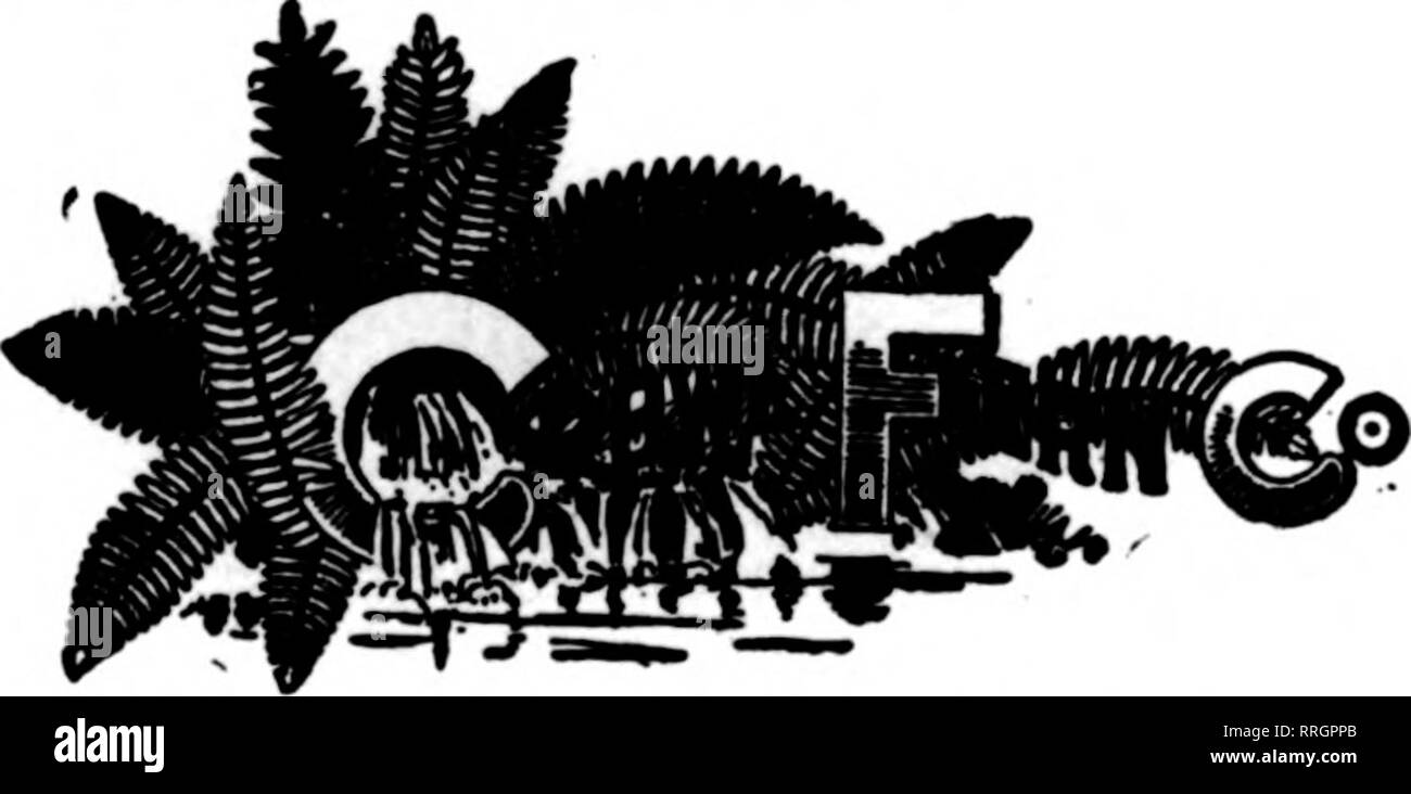 . Les fleuristes [microforme] examen. La floriculture. Les sphaignes Mq|s 10 balles de 1,50 $ à 25 balles 30 balles 1,35 1,25 50 balles par balle par balle Commandez dès maintenant et économisez de l'argent C. Ch. PoUworth Co. Milwaukee, Wisconsin nouvelle récolte de bonne qualité Extra Fougères Dague €1.48Par lOOO Feuille vert naturel Hoss 1,50 $ par sac LES BOIS-KRAFT CO. P. O. Box 202, Erie, PA. LAUREL, MOSS CAS, 8,00 $ par branches de laurier, 2x2x4 ft. cas. Tiges de laurier, grand sac, tl.25. Feuille vert mousse, grand sac, Sl.76. Les racines de la pivoine, pour livraison automne 2011. W. Z. PURNELL, neige HiU, Md. NOUVELLE RÉCOLTE, fantaisie et DAGGER FOUGÈRES *pil'cer "wr". Fcstooninc, 6c et 8c par Banque D'Images