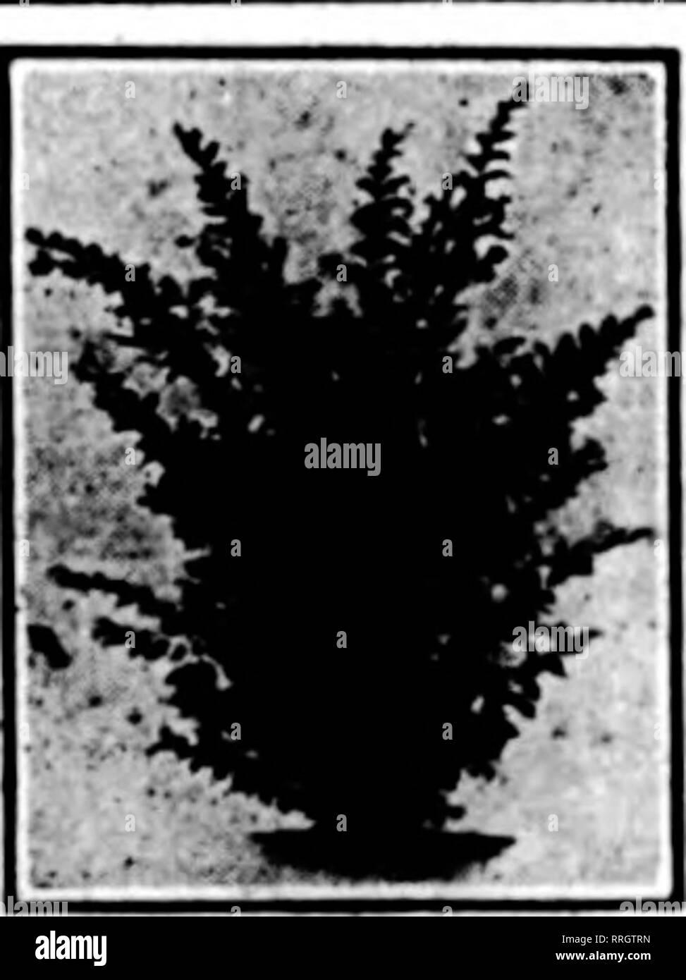 . Les fleuristes [microforme] examen. La floriculture. L'Siebenthaler Co., Cincinnati, O., a été constituée avec un capital de 1 000 à s'engager dans la pépinière. Un slogan à double effet est celui d'Overman's Nursery, Spokane, dans l'État, dont Mme Euth Day, président de l'Association de la côte du Pacifique, les hommes- Pépinière ,ia manager. Il lit à la gauche de l'en-tête, "si elle pousse-^Nous avons," et à droite, "si nous l'avons -il pousse." des exigences sans précédent sur les pépinières du comté de Fresno, Californie, pour toutes les vignes, d'agrumes et de fruits décidus, ont causé une grave Banque D'Images