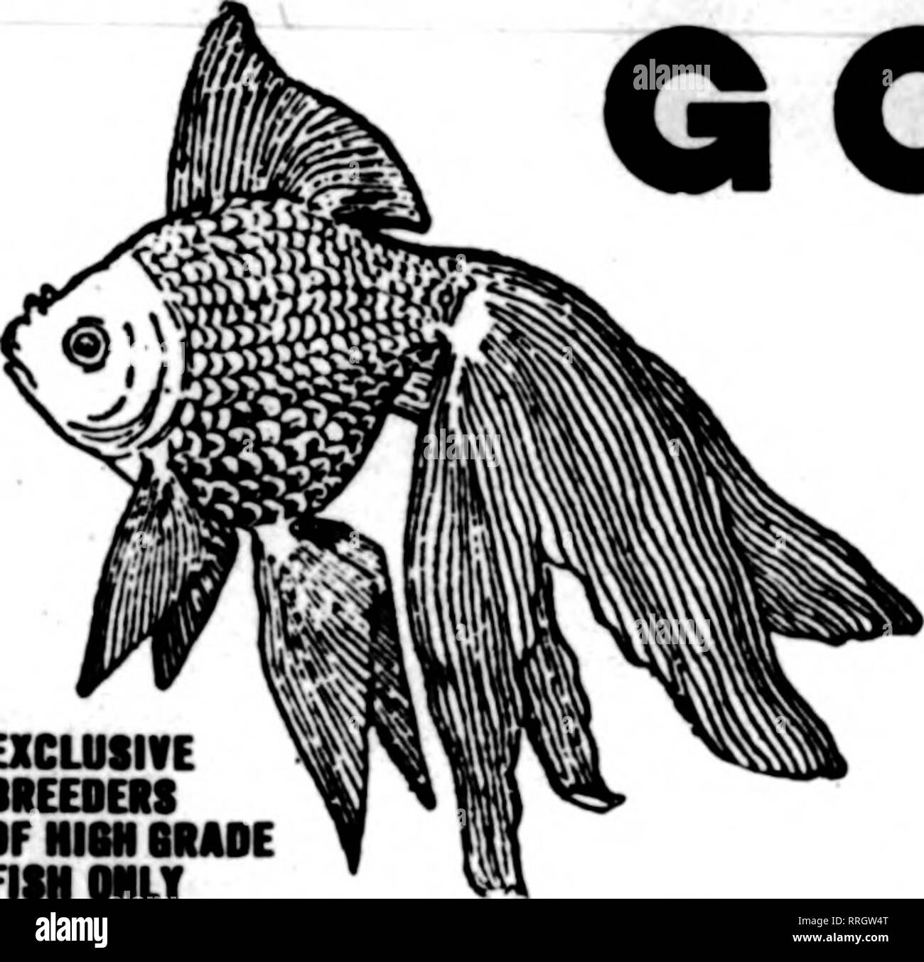 . Les fleuristes [microforme] examen. La floriculture. Chinois thia télescope est un poisson populaire avec l'échange nous vendre du poisson rouge-à 5,00 $ par 100 et les aquariums et les fournitures. Nous fabriquons des aquariums de toutes tailles. Pour envoyer catalogue de gros poissons rouges Auburndale Co. 1449 W. Madison Street Chicago du BARCARES Delft Fleurs La nouvelle dans l'Art des fleurs ciré ressemblent à l'Fmeit Matt Chinaware R(&gt;sas Carrations,CalIa lilies, Clematis, Wild Reses, Sweet .Animaux domestiques, Viilets, etc. Demandez à votre maison de gros échantillons pour le Refolar AI*o* Fleur crêpe ciré, Rotes, orchidées, les petits pois, etc., au plus bas prix" Mannfactnrert Banque D'Images