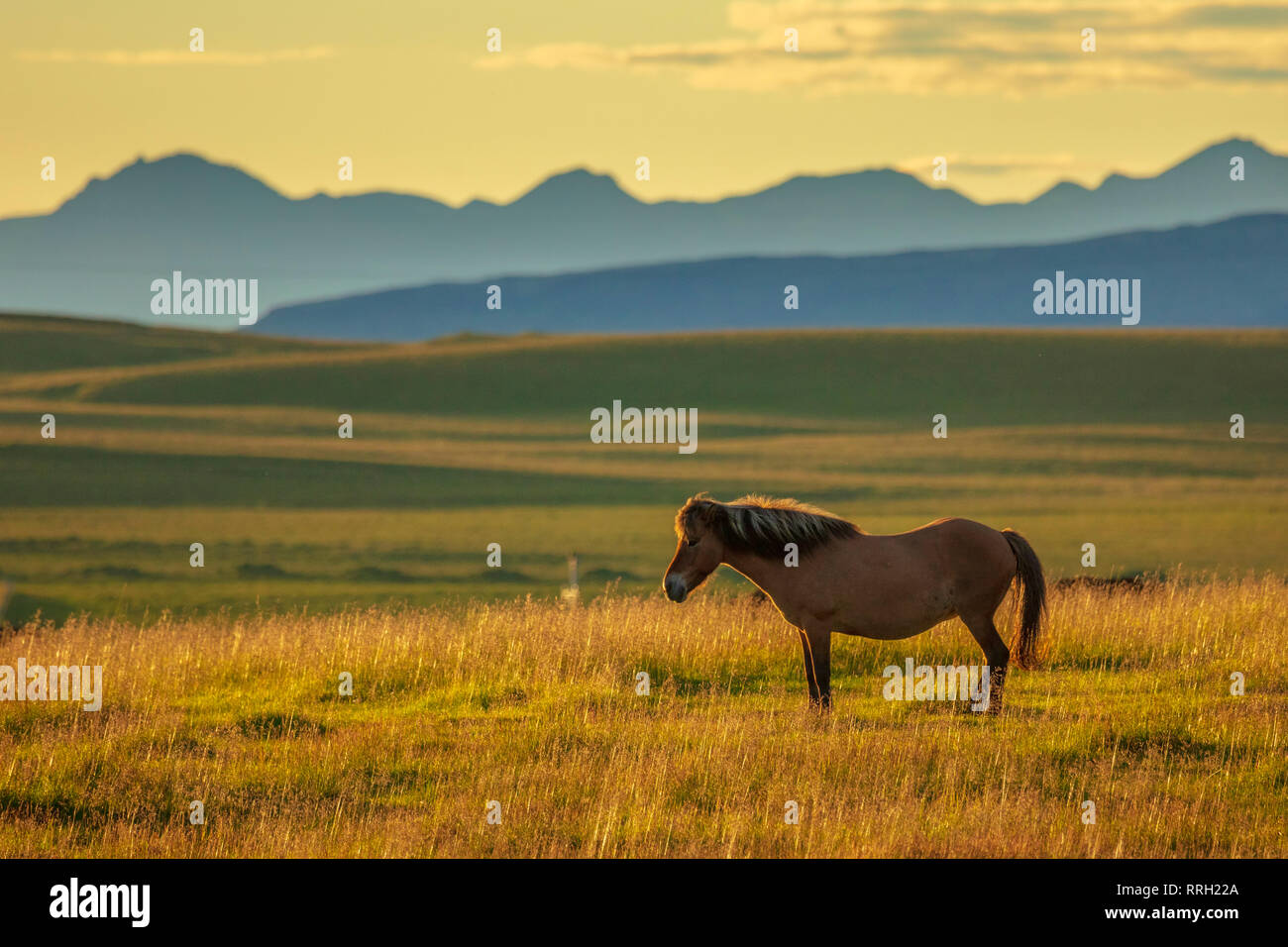 Cheval islandais dans un champ près de Hella, Sudhurland, Islande. Banque D'Images