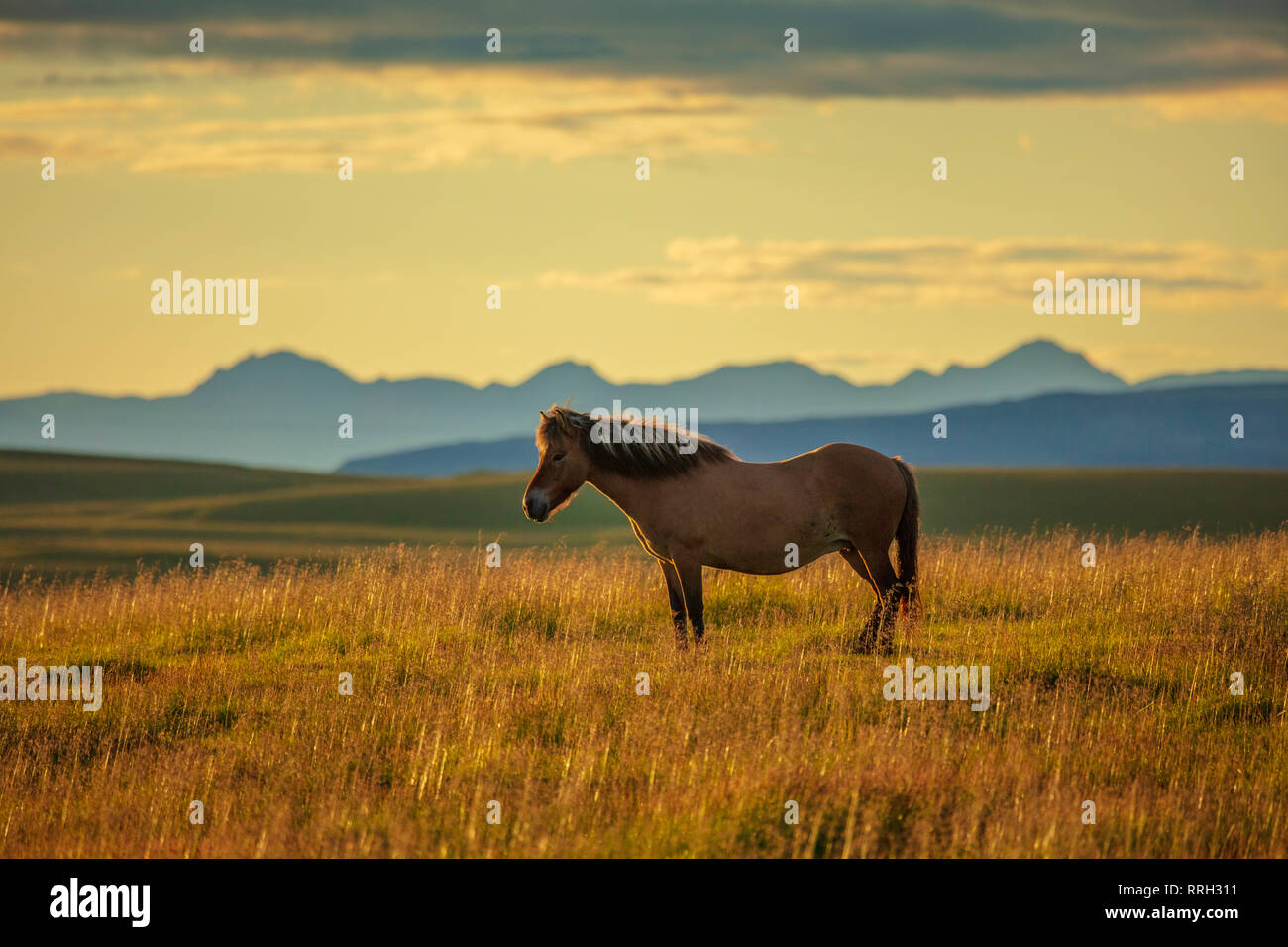 Cheval islandais dans un champ près de Hella, Sudhurland, Islande. Banque D'Images