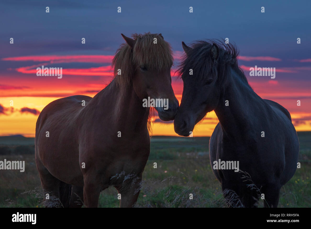 Paire de chevaux Islandais au coucher du soleil. Hella, Sudhurland, Islande. Banque D'Images