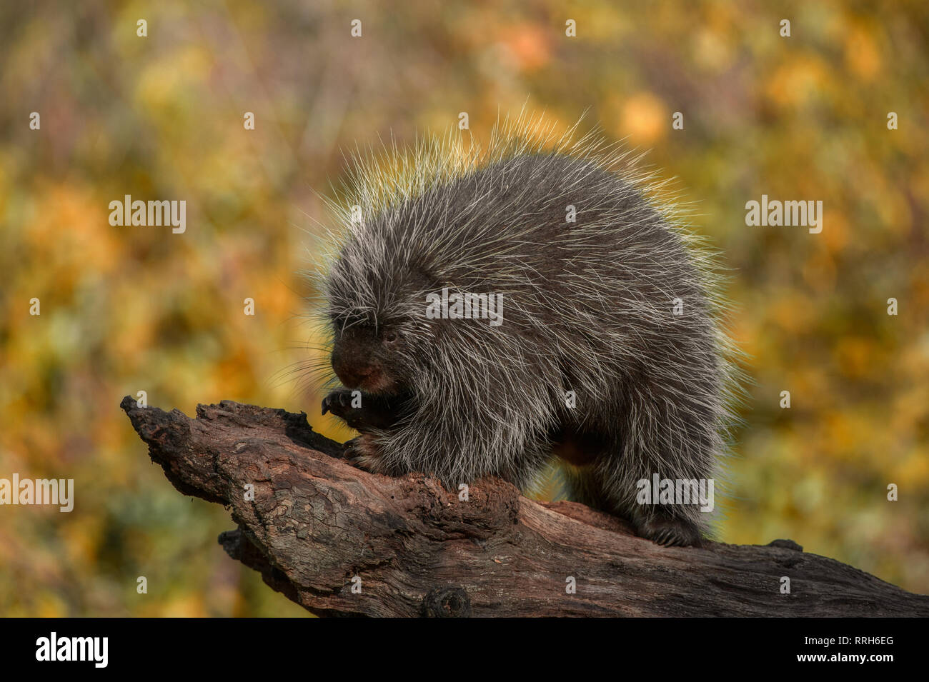 Porcupine nord-américaine en rondins (Erethizon dorsatum, captif), Howell Wildlife Rehabilitation Centre, Michigan Banque D'Images