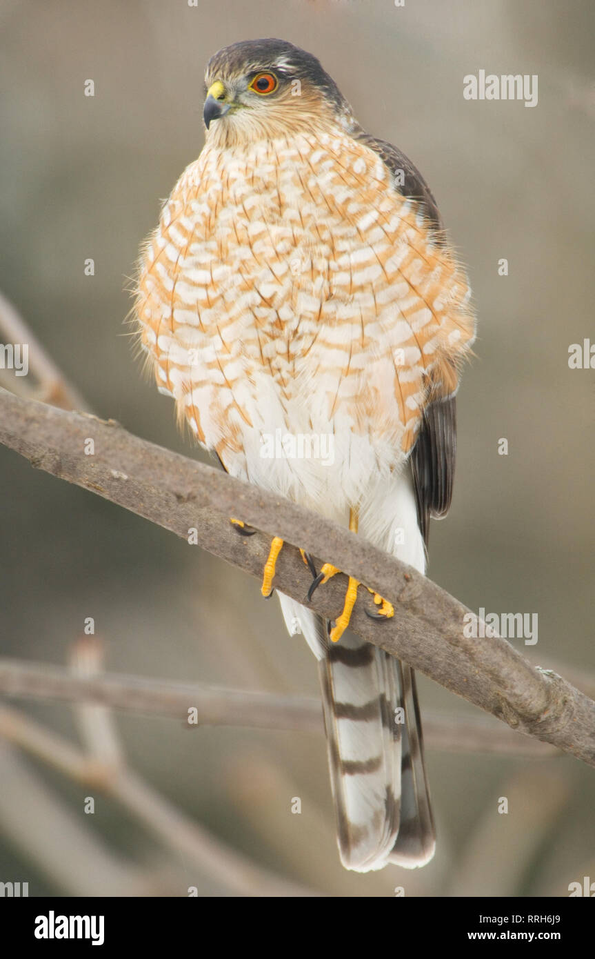 Coopers Hawk (Accipiter cooperii), Sterling Heights, Michigan, États-Unis Banque D'Images