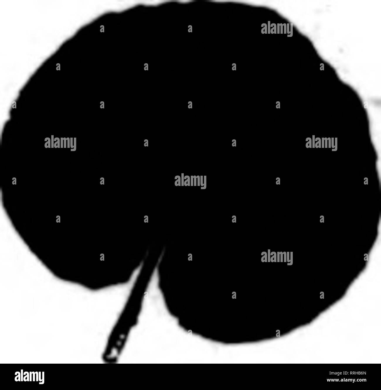 . Les fleuristes [microforme] examen. La floriculture. Le PROBLGM ReUeved aider par le prêt en Pot de Fleurs. ••• Habille vos plantes dans un style intelligent rapidement et sans travail. Écrire pour l'échantillon et la liste des prix aujourd'hui. Envoyer lOc d'affranchissement. EverReiiy riower CoverCi Tke Pot. 146 Hnghe. Armnu ; BUFFALO. N. Y. Charles P. Krueger Co. Enguehard, Bonnaffon et Boulder sont les principales variétés dans un très beau spectacle. J. Henry Bartram a une magnifique maison de très vieux Ophelia sur sa place à Lansdownt. Ils montrent la vigueur d'Eadiance. Ce marché n'a pas un spécialiste- pansy depuis l'avant-guerre de Kno Banque D'Images