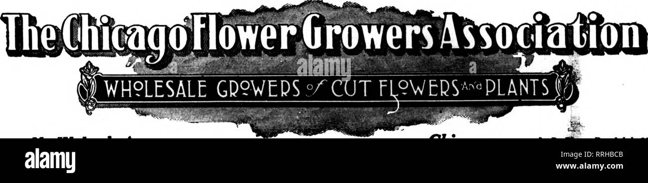 . Les fleuristes [microforme] examen. La floriculture. 36 La revue Januaux^ Fleuristes 13, 1921 ^ii&gt;8aSS£ vtoI^^^^ ^Oustomeirs*ent notre iVant-a.nd RUDOLPH ELLSWORTH, Secretery CHARLES McCAULEY. Trésorier. 182 N. Wabash Avenue Chicago L. D. Aucune Randolph 631 QUALITÉ ET VARIÉTÉ, puis vient la première quantité de tous nous mettre à la qualité rien d'autre n'est d'une telle importance pour les détaillants, en particulier ceux dont les achats doivent faire un voyage. Si le stock n'est pas jusqu'aux plus hauts standards d'excellence, l'égalité de tous sur le marché, il n'est pas suffisant pour notre commerce. Nous cherchons et offrent la qualité d'abord, puis la variété, la Banque D'Images