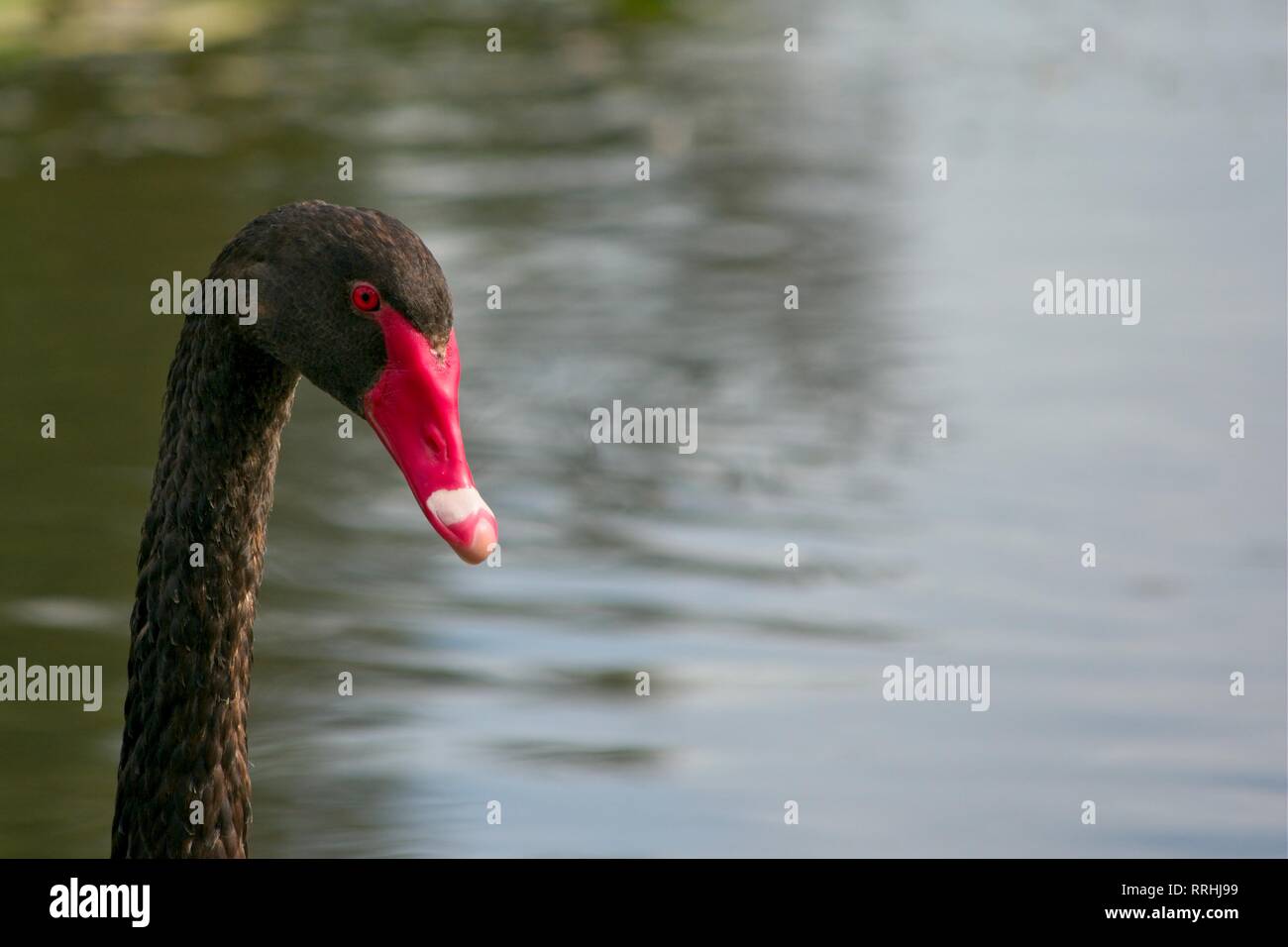 Black Swan - gros plan du chef Banque D'Images