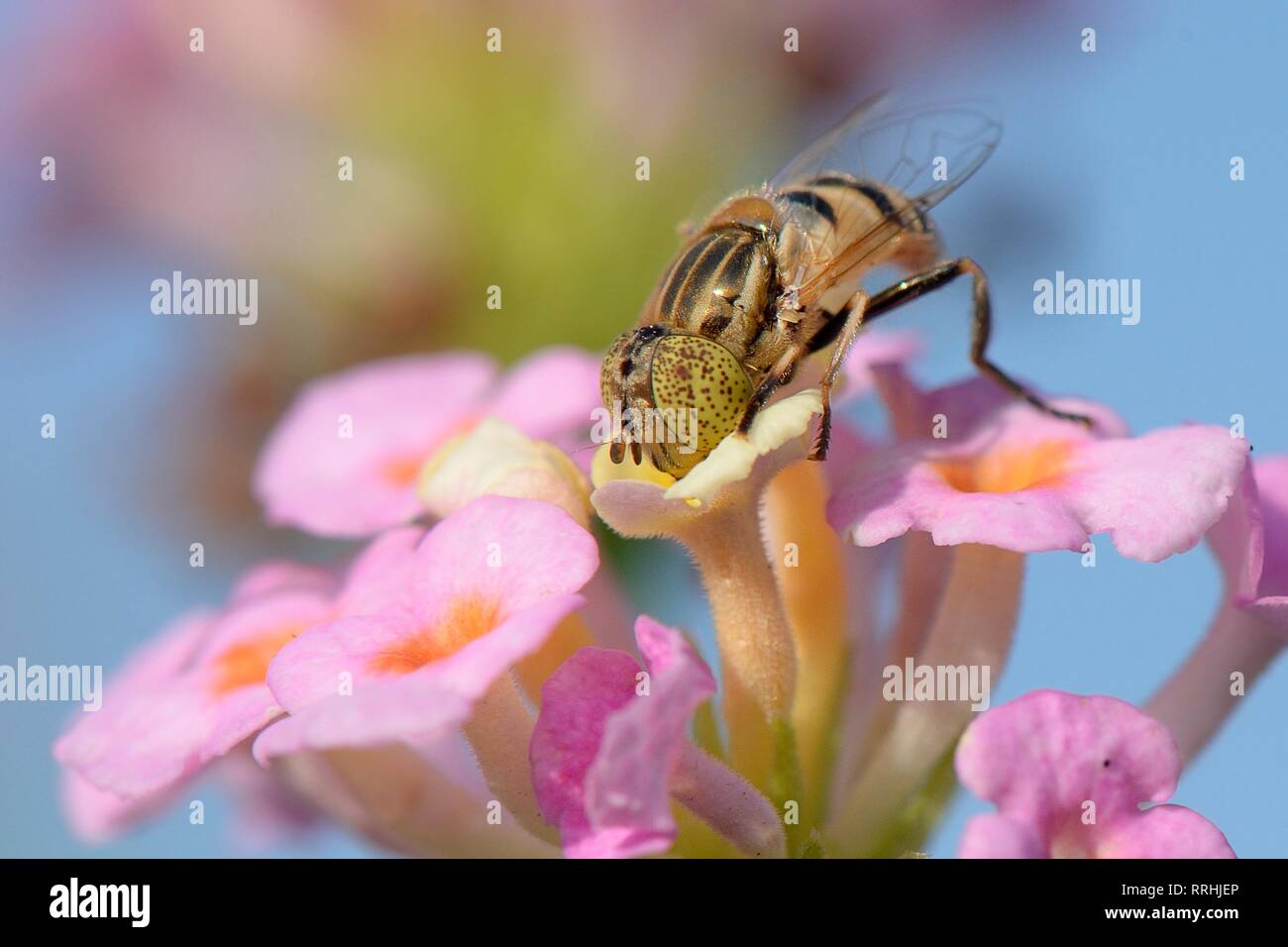 Spotted-eye hoverfly (Eristalinus megacephalus de nectar sur les fleurs) Lantana, Mallorca, Espagne, août. Banque D'Images
