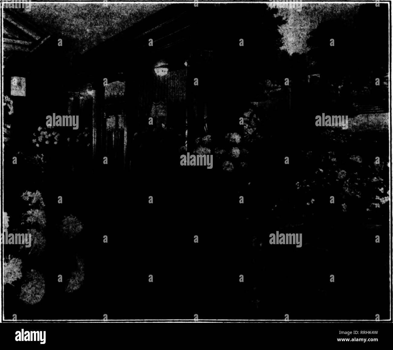 . Les fleuristes [microforme] examen. La floriculture. Voir dans le nouveau magasin de l'Heepe Co.&gt ; Akron" O. et sont dans une maison fraîche. Ils sont commencer- ment jusqu'à présent et j'aimerais savoir comment les obtenir à la floraison pour Pâques. L.-E. Il aurait été préférable de pot la glycine l'automne dernier. Cependant, je voudrais soulever le pot et les plantes dès que possible. Ils devraient avoir de six à huit semaines à une température de 50 degrés à la fleur à temps. Mais s'ils ont été forcés de la saison dernière, comme l'a dit, je crains qu'ils ne seront pas particulièrement bien aux fleurs. Il aurait été mieux de leur donner le repos Banque D'Images