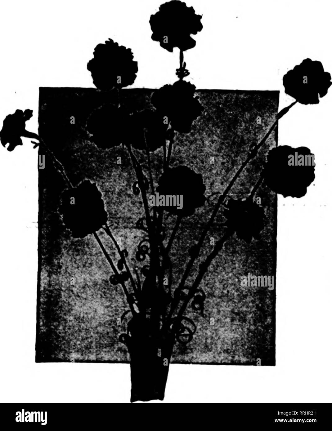 . Les fleuristes [microforme] examen. La floriculture. 8 L'examen pour fleuristes V le 25 janvier 1917. A. F. J. BAUR O. E. 8 TEINKAMP STOCK QUALITÉ Nous sommes maintenant les découpes de toutes les meilleures variétés standards. L'argent ne peut pas acheter une meilleure qualité. Ils sont courts, bien implantée et propre.. Par 100 1000 Matchless $3.00 $25.00 White Wonder.... 3,00 25,00 3,00 25,00 enchanteresse blanche, Alice 3,00 25,00. Complicité Cour suprême 3,00 25,00 6,00 50,00 100 Nancy par Mme C. W. Ward... $ 3,00 3,50 3,00 Prince Jaune Champion Belle Washburn ... 6,00 4,00 1000 Miss Theo 25,00 $ 30,00 25,00 50,00 35,00 Réservation des ordres maintenant pour F Banque D'Images