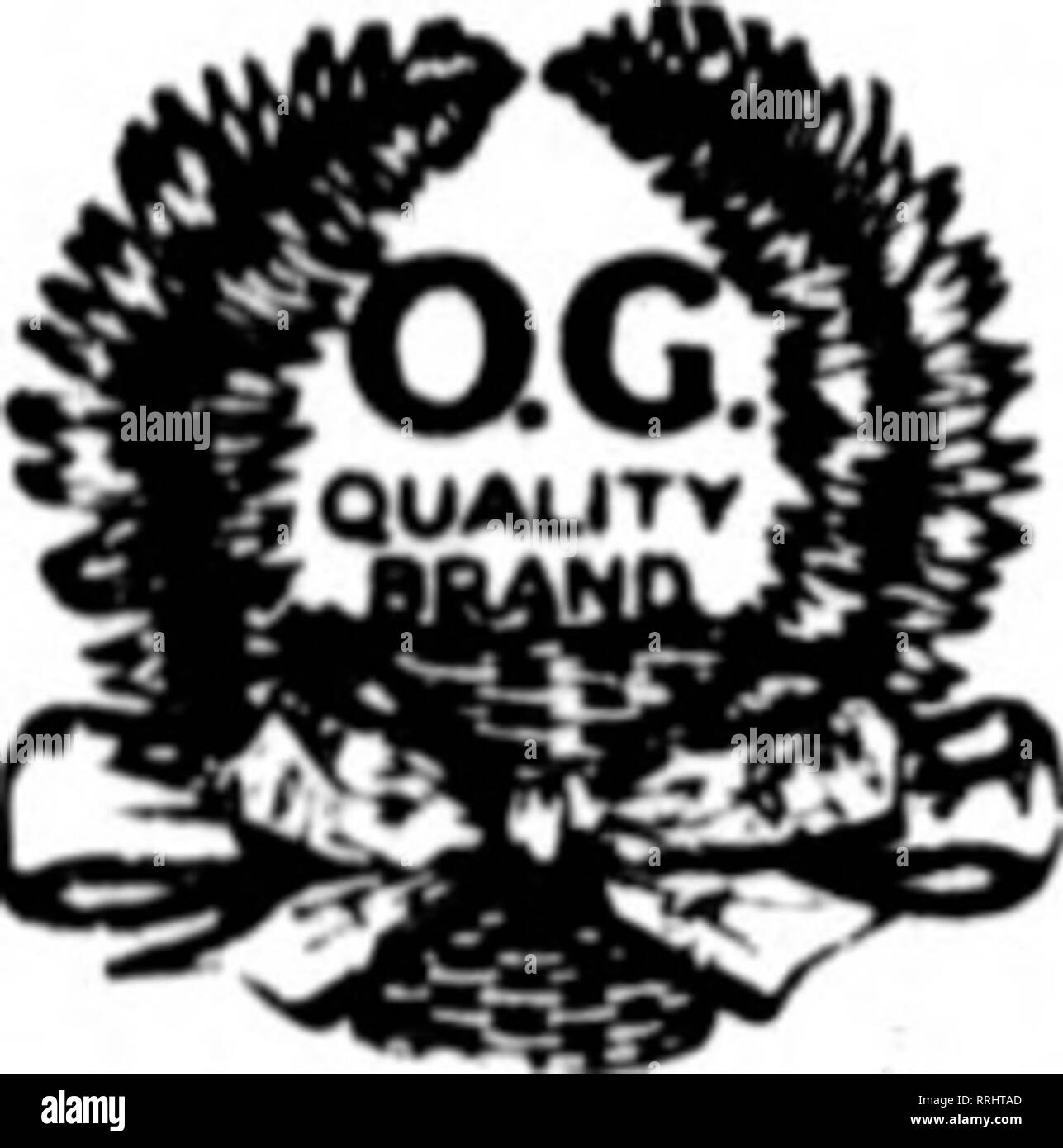 . Les fleuristes [microforme] examen. La floriculture. Février 26,1920 les fleuristes^ l'examen. Les fleuristes feuillages préparés* **LES PREMIERS SOINS** quand les fleurs sont rares et cher GNATT préparé de feuillages ont résisté à l'épreuve pendant des années et sont maintenant plus en demande que jamais. Nous envoyer une commande d'essai et être convaincu. Cycas quitte Pliable, Non-Curling 100 pouce par pouce par lOO 8 à 12 3,80 24 à 28 7,40 12 à 16 4,10 28 à 32 9,80 16 à 20 5,10 32 à 36 6,25 10,75 20 à 24 36 à 40 13,50 40 à 44 pouces 17 $ par 100 feuilles de magnolia-Gnatt's ''Queen'' de la qualité Non-marque moisis - Flexible - Unifo Banque D'Images