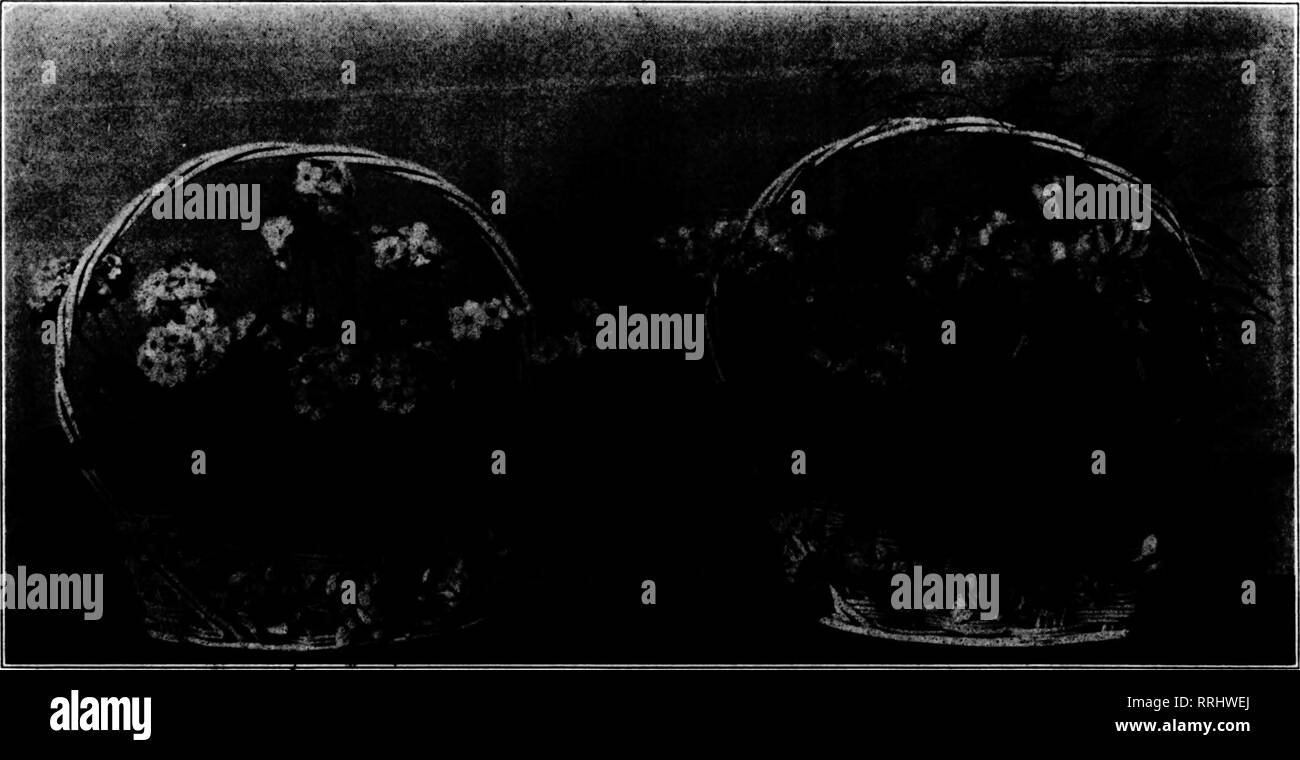 . Les fleuristes [microforme] examen. La floriculture. Decbmbbb 11, 1919. L'examen pour fleuristes 29 PLANTES DE NOËL CERTAINS DES PLUS INVENDABLES VARIÉTÉS, avec suggestions opportunes SUR LES REND PRÊT AVAILABUS STOCK splendide. Pour remplir la demande Becord. Business dans les plantes pour Noël il y a un an a été bien au-delà de toutes les attentes des. Qu'il sera mieux pour le conoing super vacances n'admet pas de doute. Les fleurs coupées ont connu quelques semaines de commerce plutôt terne dans certaines sections lorsque la vague du chrysanthème a été à sa crête, mais ce qui se produit chaque année et est prévu. À partir de Thanksgiving sur- ward nous avons vu un robus Banque D'Images