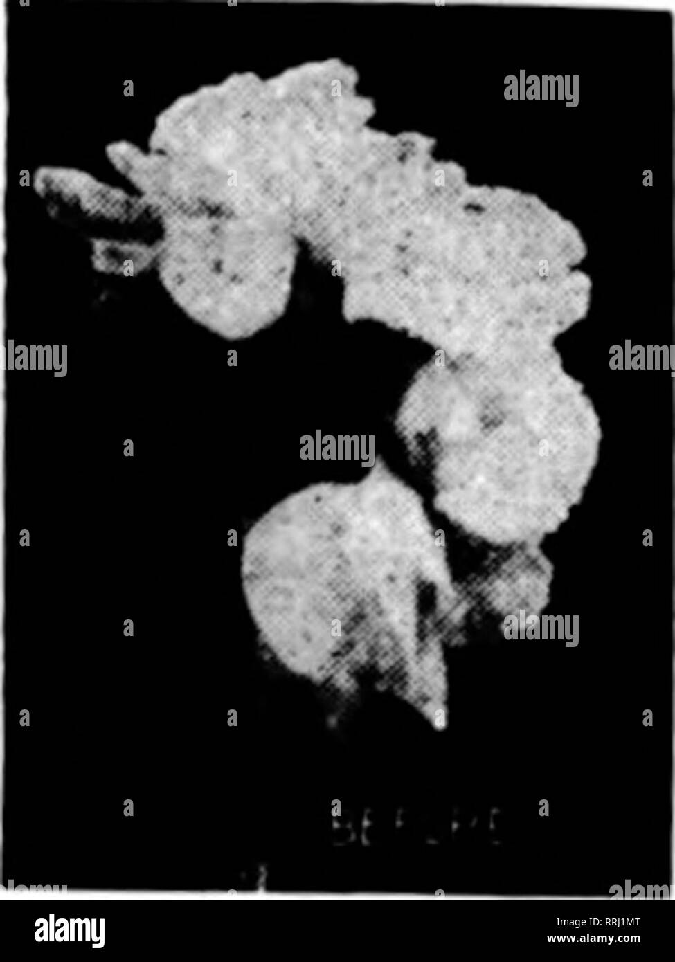 . Les fleuristes [microforme] examen. La floriculture. Mat 8, 1019. Les fleuristes^ §9 Examen EMIL SCHLOSS, PRCS. et Trcas. MILTON S8LINKA, Secrétaire LE RUBAN CHAMBRE ScHLOss Bros., rubans, inc. SIÈGE POUR LES FLEURISTES RUBANS, CHIFFONS ET NOUVEAUTÉS 31 et 33 East 28lh Street, EW YORK mentionner l'examen lorsque vous écrivez. Fleurs coupées, NOUS AVONS TOUJOURS LES MARCHANDISES SI ELLES SONT Vert et Brun Magnolias par carton, 1,60 $ 5,00 $ par fougères fantaisie 1000, sujet à changement Galax Feuilles, Sphasrnum Moss Placez votre règlement avec moi et cesser de s'inquiéter H. G. BERNING, 1402-4, rue Pine, ST. LOUIS, MO. Bot Banque D'Images