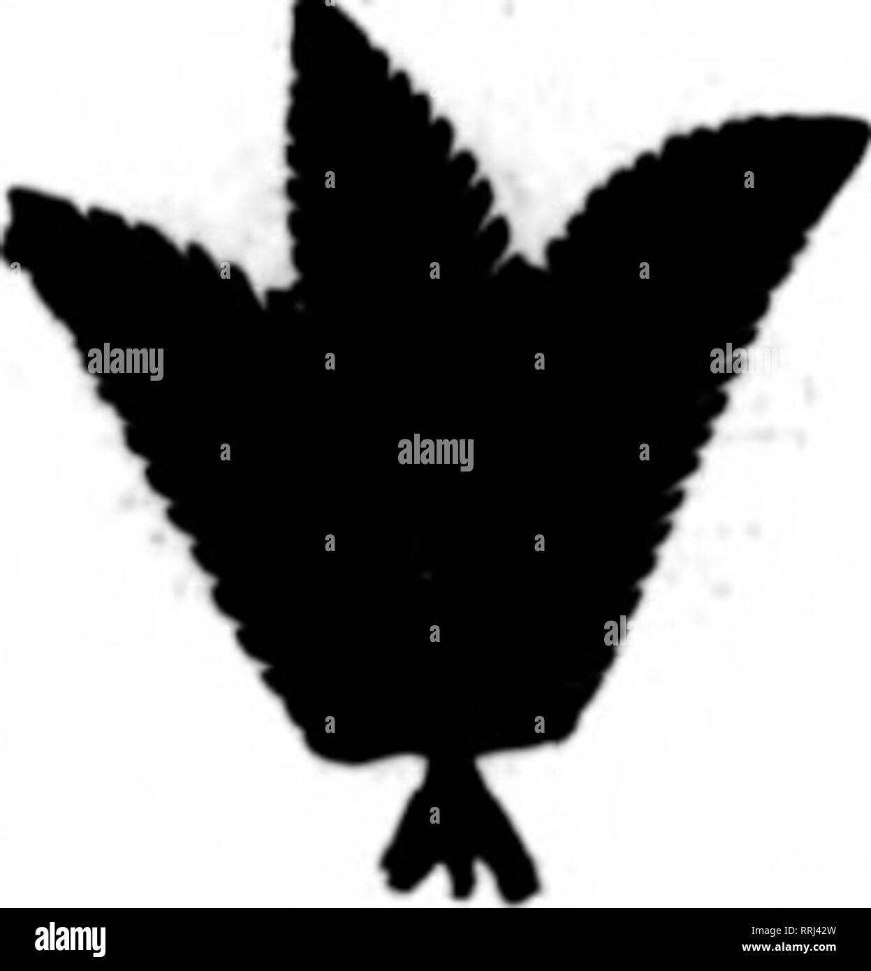 . Les fleuristes [microforme] examen. La floriculture. Rivière TOE EVERGREEN CO., NEWLAND, N. 0. Le MentloD Uevlew wtien 70U écrire. Les produits verts un plaisir garanti à 20 Vert Leucothoe, 24 pouces par 1(X)0, f3 0014 à 20 pouces 10 à 14 pouces plaqués et Dagser Fougères. 6000 à l'affaire par facilité, Green Bay City. 10,000 cas de Galax Bronze, même prix mais n'est pas prêt. T. J. RAY &AMP ; CO.. ELK PARK. N. C. Mentionner le lyrite Bevlew quand vous. De nouvelles plantes sauvages SMILAX, 2,50 $ maintenant prêt pour l'expédition logarithme naturel MOSS 1,75 $ par sac de 100 pieds sauare PERPÉTUÉ MOSS FICHE 360 $ par bas de 100 pieds carrés. Veuillez noter que ces Banque D'Images