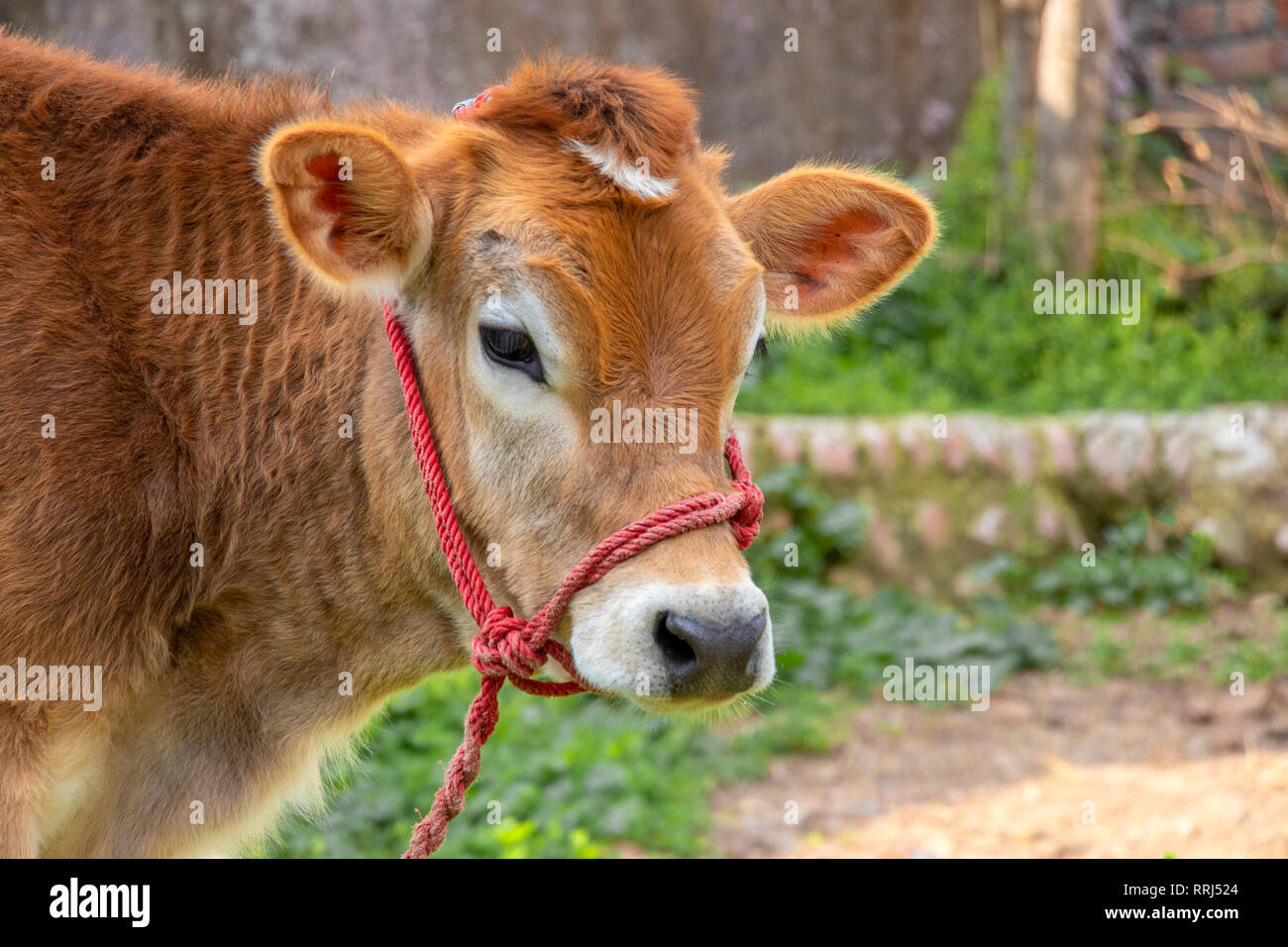 Veau vache attaché avec la corde rouge, portrait de jeune vache Banque D'Images