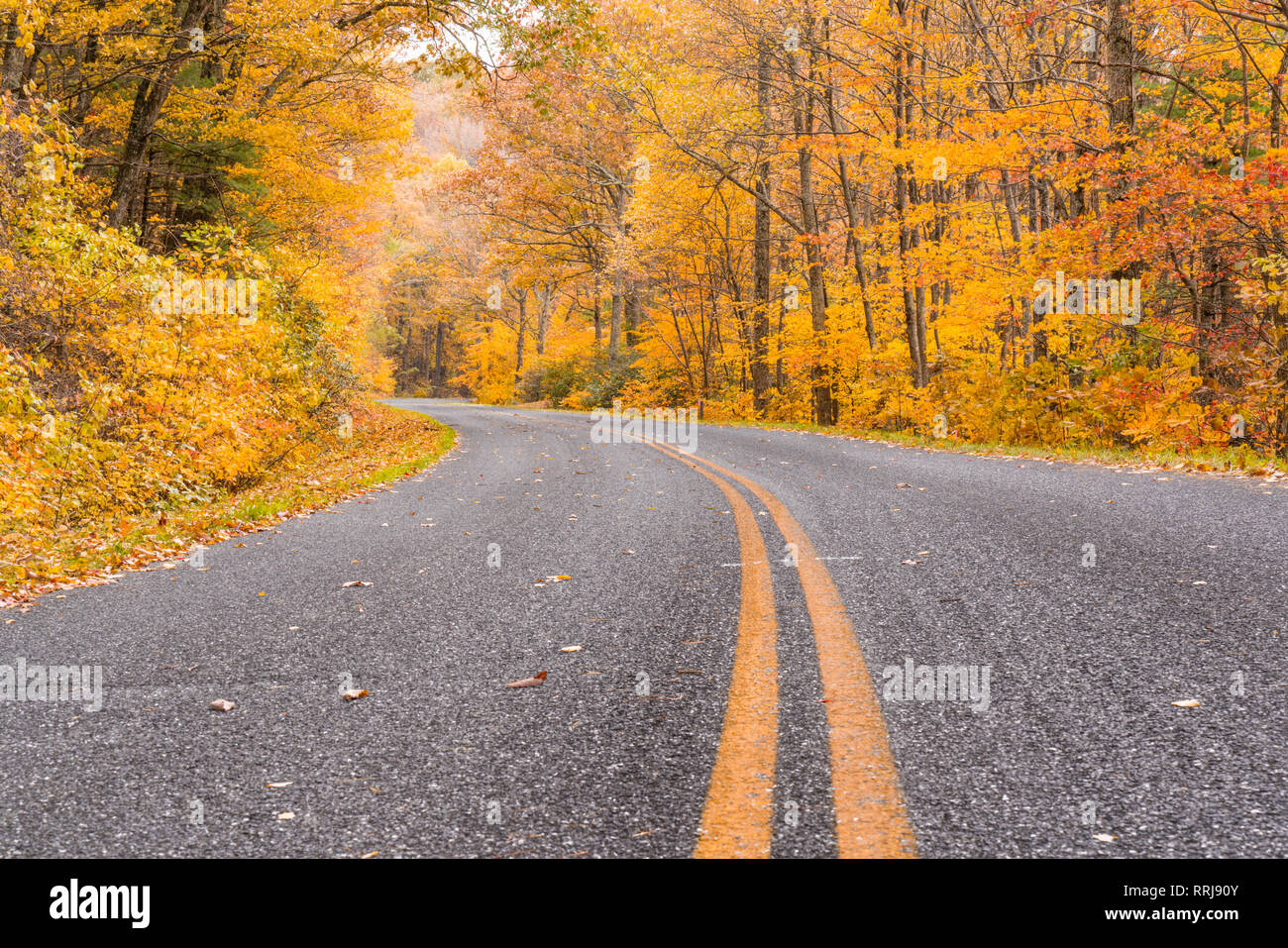 Feuillage d'automne dans le Parc National Shenandoah le long de la Blue Ridge Parkway Banque D'Images