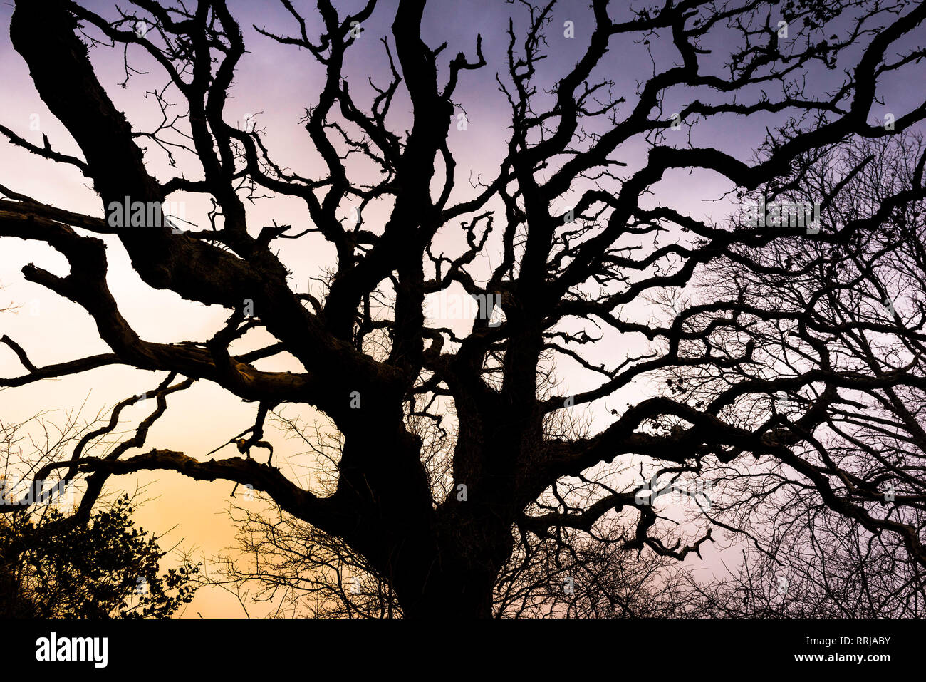 Un vieux chêne sessile Quercus petraea silhouetté contre le soleil couchant. Banque D'Images