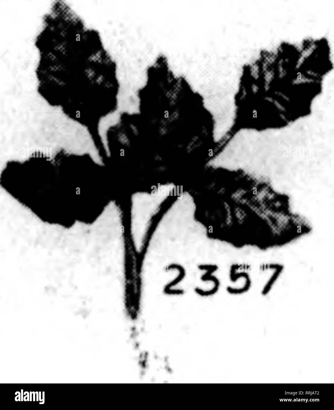 . Les fleuristes [microforme] examen. La floriculture. Père Noël miniature. N° 30. Clématites en soie. Flower 2 pouces de diamètre. Les couleurs, rouge, violet, yello"v, rose- prix, 4,50 $ par gross. N° 184. THISTLC. Groupe de quatre chardons naturels avec du tissu foliaire. Le chardon, 2 pouces de long !,•" pouces de diamètre. Couleurs, rose, bleu ; ou hurle)^. P/la glace, 3,50 $ douzaine de rp de grappes. No 54. FORGET-me-not. Noël lumineux en rouge seulement. Les grappes de fleurs à U le uunch. Le prix, $4.50 par doz. grappes. N° 148. Poinsettia miniature. Petit Poinsettia en velours. ^ 2 pouces de diamètre, centre jaune. La chose .Inst pour wr Banque D'Images