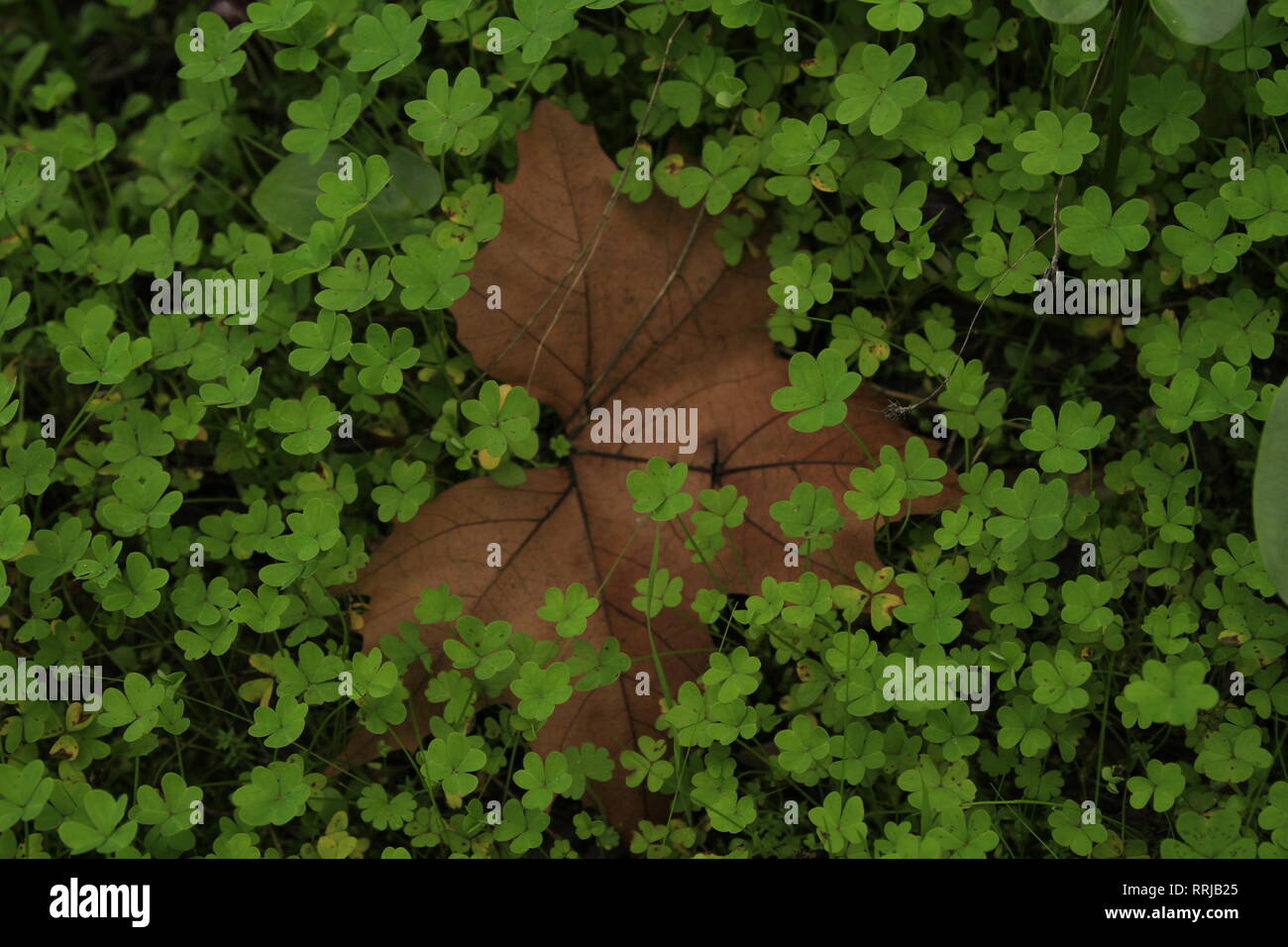 Feuille d'automne entouré de Clover. Banque D'Images