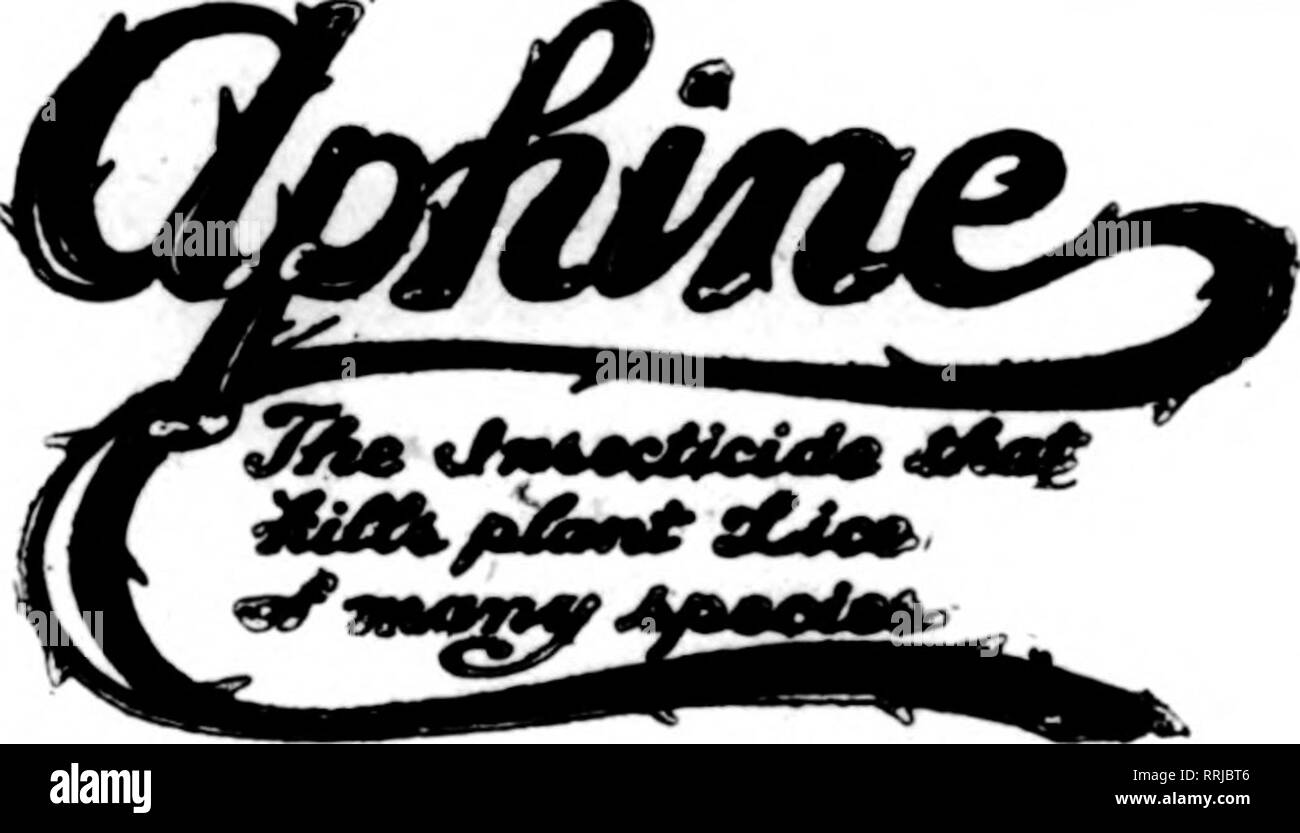 . Les fleuristes [microforme] examen. La floriculture. Enregistrer yonr planta et arbres. Juste le thtni irreenhouse ; et l'utilisation à l'extérieur. Monts-mealy DestroyB WhlteScale buste, Brown et, Thrlps, araignée rouge, 6manque et Oreen Fly, mites, fourmis, etc., dommage wlthont aux plantes et sans odeur. Utilisé selon : de l'orientation, notre Insecticide standard empêchera les ravages sur vos cultures par les insectes. Non toxique et sans danger pour l'utilisateur et de l'usine. Leadlnir les semenciers et les fleuristes ont utilisé avec des résultats merveilleux. Détruit les poux dans les poulaillers, les puces sur tous les animaux domestiques et se défait. Kxcellent comme un lavage pour chiens et d'autres ani Banque D'Images