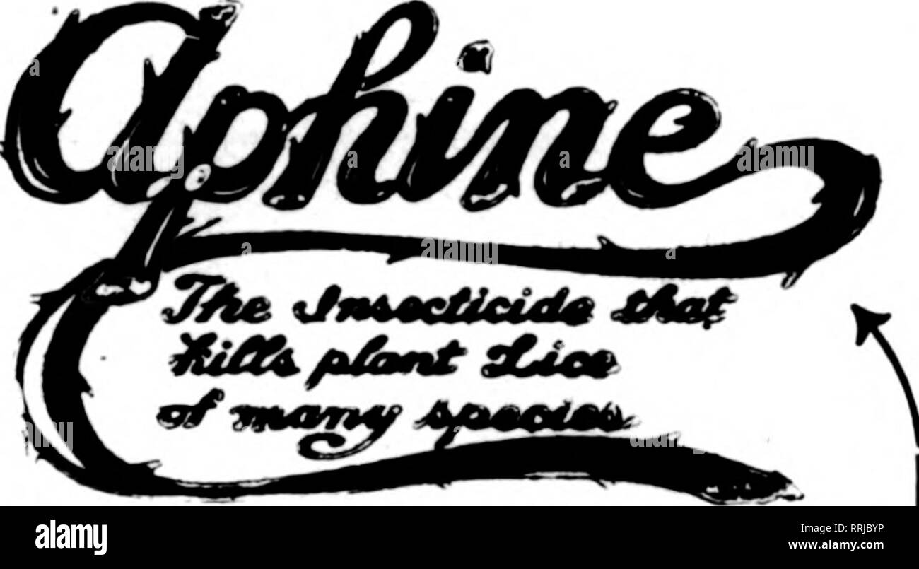 . Les fleuristes [microforme] examen. La floriculture. Enregistrer yonr Plantes et arbres. Juste la chose pour irreenhoase et l'utilisation à l'extérieur. Monts-mealy Bufir détruit, WhiteSoale Thrlps, et Brown. Araignée rouge. La Mouche noire et verte. Les Mites, fourmis, PTC., sans préjudice pour les plantes et sans odeur. Utilisé selon les directives, notre Insecticide standard empêche ravagres sur vos cultures par les insectes. Non toxique et sans danger pour l'utilisateur et de l'usine. Leadlnflr les semenciers et les fleuristes ont utilisé avec des résultats merveilleux. Détruit les poux dans les poulaillers, les puces sur les animaux domestiques et tous les DoKS. Kxcellent comme un lavage pour ne^s et d'autres ani Banque D'Images