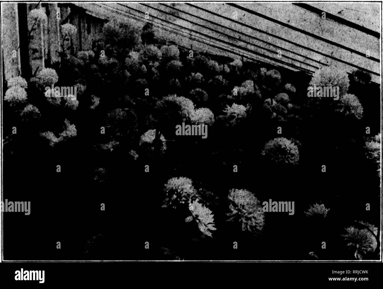 . Les fleuristes [microforme] examen. La floriculture. JANUABT 22, 1920. Les fleuristes^ Examen 23 afin de montrer un nouveau chrysanthème qui était, selon eux, le dernier et le plus rentable jamais variété qu'ils avaient augmenté. Elle est jaune et fleurit dans l'. premier mois de l'année, de sorte que le nom de l'examen des impacts environnementaux a suggéré qu'elles l'or, il janvier qui, si elle n'est pas de description précise de la couleur, pourrait mettre en place de la période de floraison, et le dossier de la caisse. La suggestion a été retenue, mais lorsqu'un livre blanc sport est^^afimg ;. au lieu d'appeler l'argent janvier il^ Smith &AMP ; Co. a appelé le Dr l'attelage. Bien que le Docto Banque D'Images