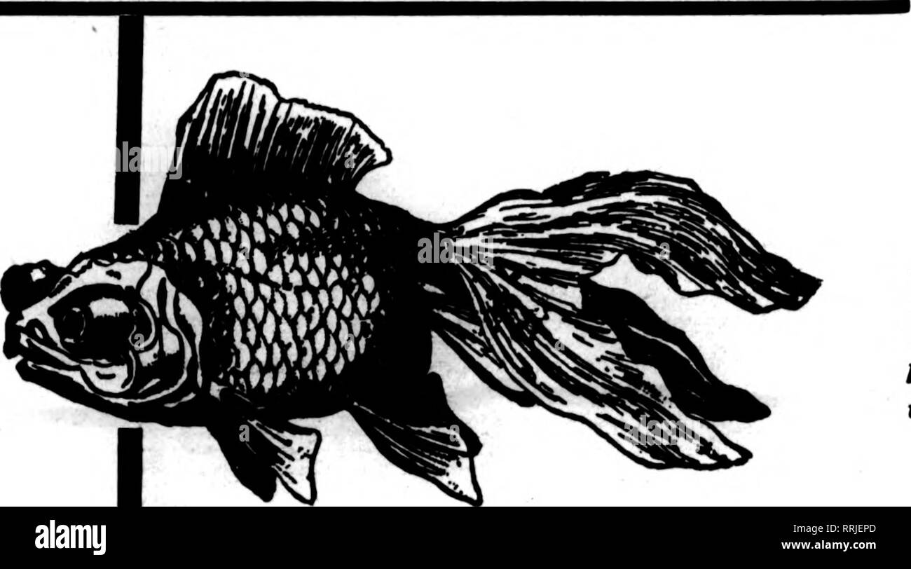 . Les fleuristes [microforme] examen. La floriculture. NOTBUBIB 13, 1919. Les fleuristes^ 99 Examen Auburndale Nous avons été m business 15 ans et savoir howtoshipGold- n'importe quelle distance du poisson en toute sécurité.. Ce télescope chinois est un poisson populaire avec l'échange nous vendre du poisson rouge -à 5,00 $ par 100 et jusqu'- aquariums et des fournitures. Nous maQufacture aquariums de toutes tailles. Pour envoyer catalogue de gros poissons rouges Auburndale, Co 1449 W^. Madison Street Chicago, Ptm. ENILSCHLOSS et Ttmm. SBLINKA MILTON. Le Secrétaire MAISON RUBAN ScHLOSs Bros., rubans, inc. 31 et 33 East 28tii Street, NEW YORK Pour les fleuristes Banque D'Images