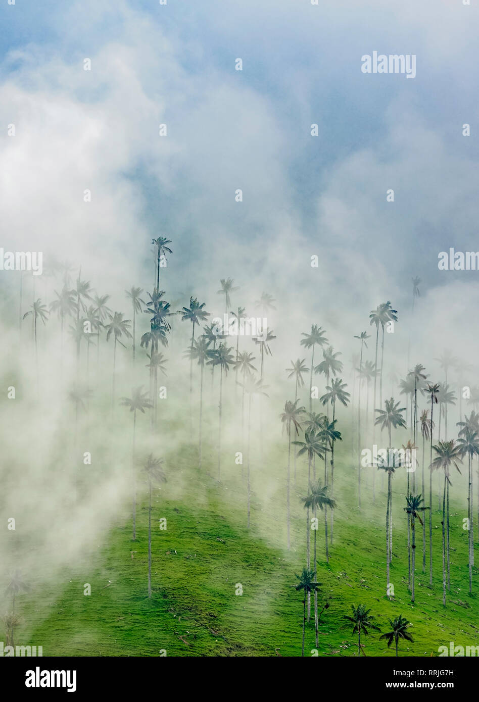 Palms (Ceroxylon quindiuense cire), de la vallée de Cocora, Salento Quindio, ministère, Colombie, Amérique du Sud Banque D'Images