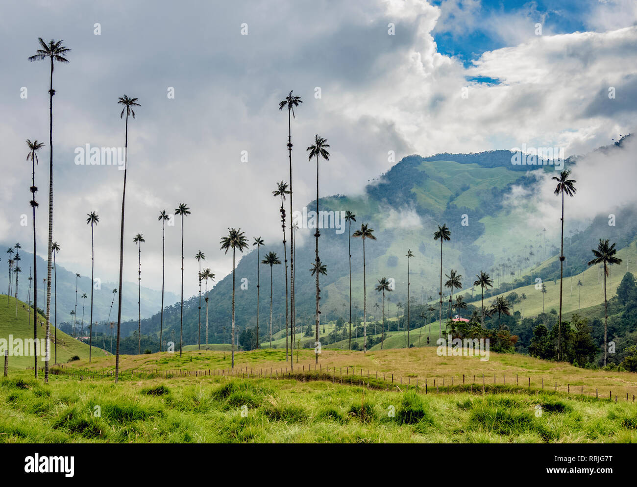 Palms (Ceroxylon quindiuense cire), de la vallée de Cocora, Salento Quindio, ministère, Colombie, Amérique du Sud Banque D'Images