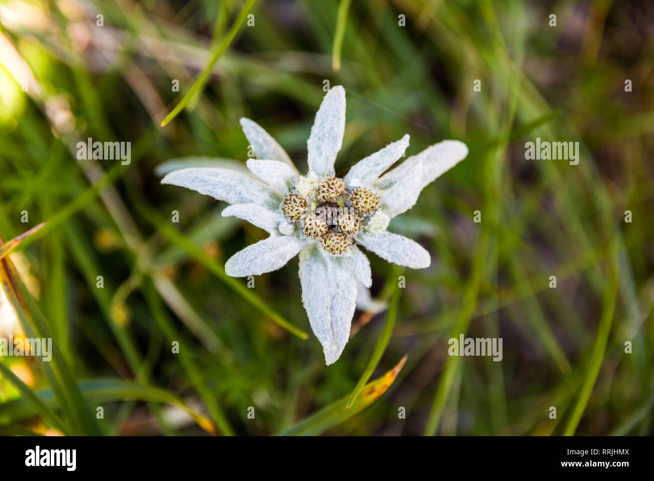 Leontopodium nivale ou edelweiss, libre. Cette fleur de montagne appartient  à la famille des Asteraceae daisy. Ses feuilles et fleurs sont covere Photo  Stock - Alamy