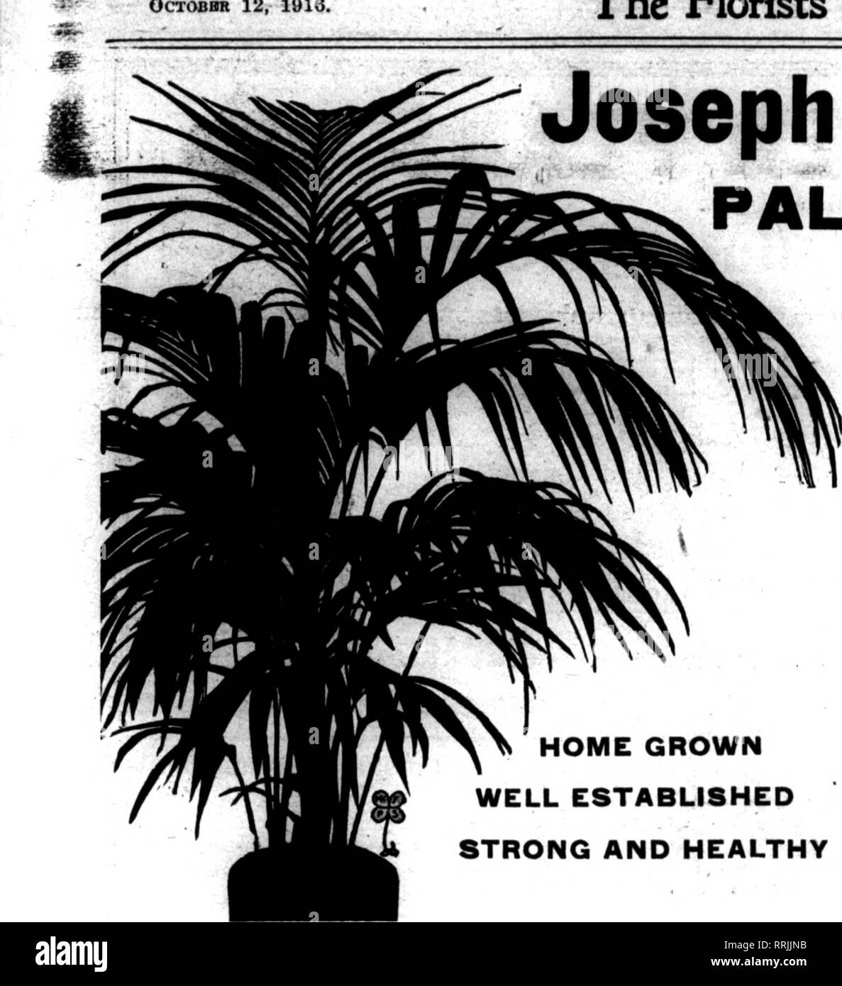 . Les fleuristes [microforme] examen. La floriculture. ocTOBini 12,1916. • ^ ^ V Les fleuristes'Review 85 Joseph Heacock Co.'s PALMIERS ET FOUGÈRES LISTE DE PRIX WHOLKSALI à sceiia I.Arec"Hish Raok e-ln. pot 8 plantes en pot 24-80' Pour Weddelllana Cacao MFF dox. Loin IM 2H-ln. pot 8" $1.60 $12.M 2H.ln. poc 10-12' 2.2B 18.M Kentla Leavea Perdoa Belmoreana -Bach. 2H-ln. pot 4 8-10' ... S'ILM-ln. pot 612' ... 2.M 4-ln. pot 6-8 15' 10.46 S.0* B-Jn. pot 6-7 18-20- 0,76 0,06 6-ln. pot 6-7 22-24' 1,00 12,0* ; 6-ln. pot.. 6-7 26-28* 1,60 18,06 6-ln. pot 6-7 80' 2,00 24,06 ^ 7-ln. cedar à remous 6-7 84-86' 8,00 86,06 7-ln Banque D'Images