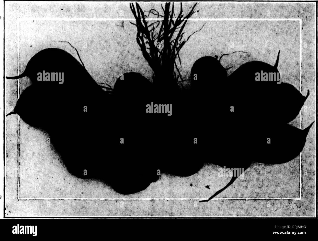 . Les fleuristes [microforme] examen. La floriculture. 78 La revue^ Fleuristes 20 Mars, 1919. Ampoules Canna COLORADO CULTIVÉ Reine Charlotte Vénus jaunâtre. .^ LouisiKiiaj rose rose écarlate. grand Florence Vausfhan yellow $3,50 par 100 a" aussi longtemps que dure l'offre. COLORADO Seed Co. En 1818, rue Champa Denver, Colo. Mentionner l'examen quand yon écrire. a brûlé pendant la saison chaude, Ber- muda restera l'herbe verte, et, si régulièrement fauchés, il sera tout à fait un tapis de velours. Le seul inconvénient est qu'en hiver, il semble un peu marron, mais dans les états du sud un tout-le- l'année pelouse verte peuvent être main- tai Banque D'Images