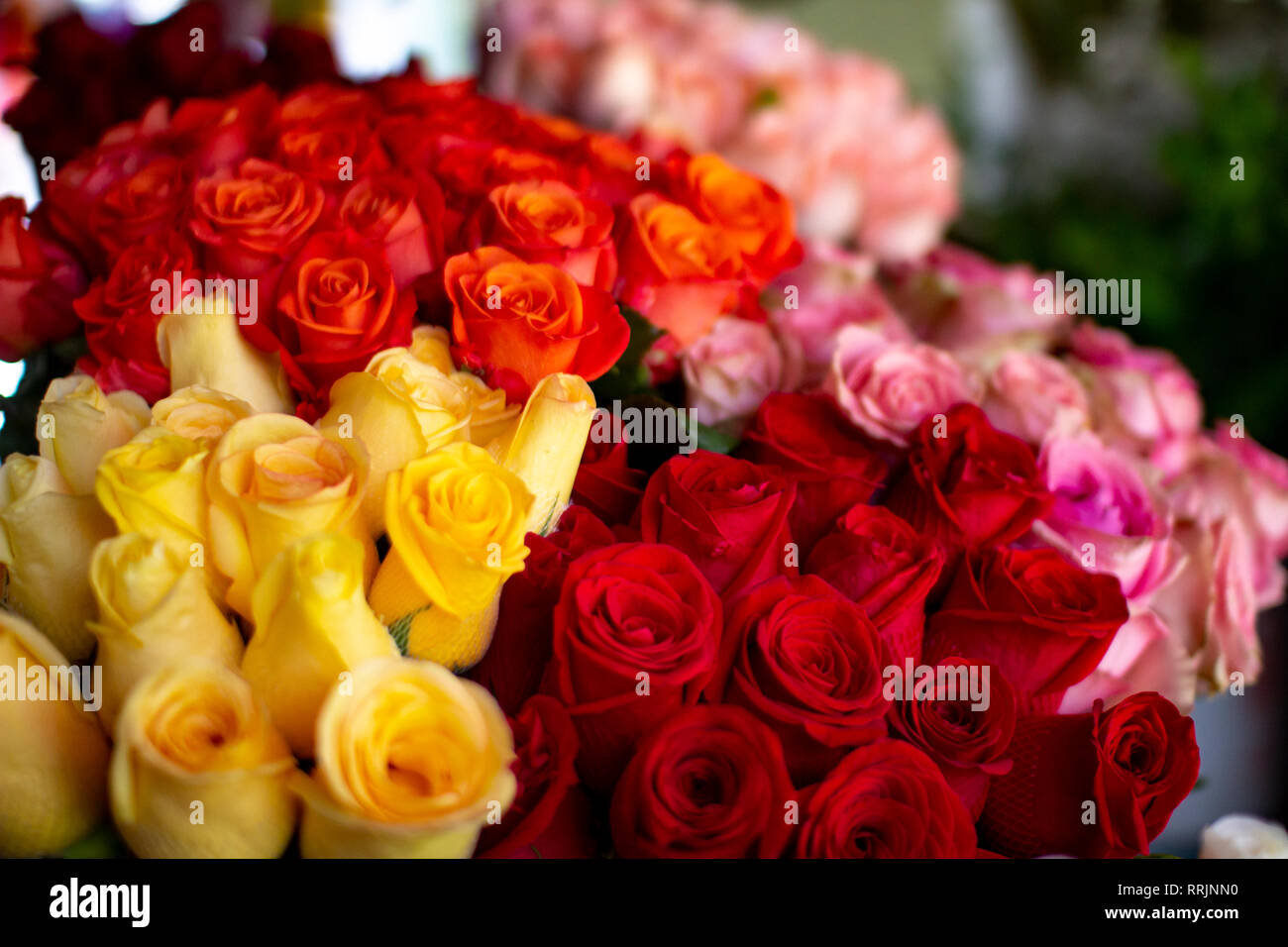 Frais naturel de couleur jaune, rose, rouge et orange à roses fleuriste Banque D'Images