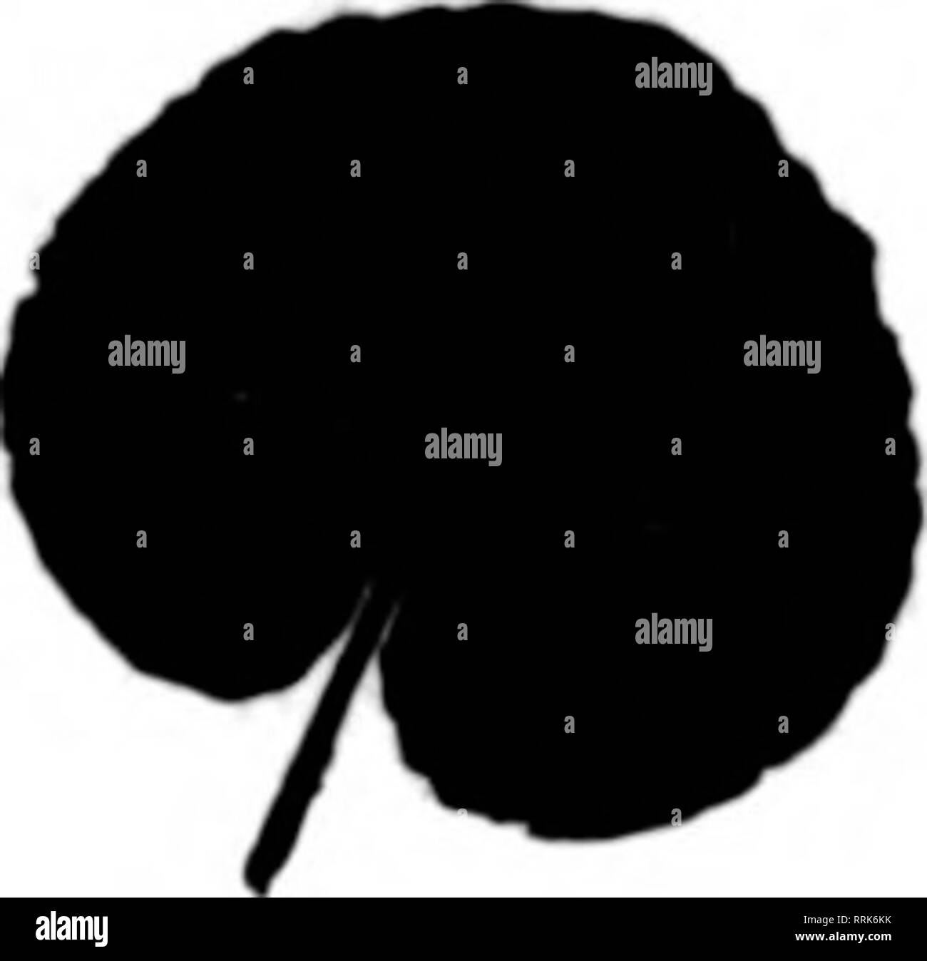 . Les fleuristes [microforme] examen. La floriculture. Rivière TOE EVERGREEN CO., NEWLAND, N. 0. Le MentloD Uevlew wtien 70U écrire. Les produits verts un plaisir garanti à 20 Vert Leucothoe, 24 pouces par 1(X)0, f3 0014 à 20 pouces 10 à 14 pouces plaqués et Dagser Fougères. 6000 à l'affaire par facilité, Green Bay City. 10,000 cas de Galax Bronze, même prix mais n'est pas prêt. T. J. RAY &AMP ; CO.. ELK PARK. N. C. Mentionner le lyrite Bevlew quand vous. De nouvelles plantes sauvages SMILAX, 2,50 $ maintenant prêt pour l'expédition logarithme naturel MOSS 1,75 $ par sac de 100 pieds sauare PERPÉTUÉ MOSS FICHE 360 $ par bas de 100 pieds carrés. Veuillez noter que ces Banque D'Images