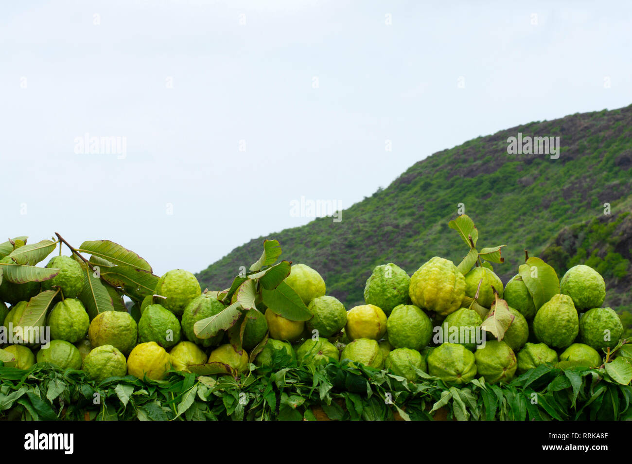 Les fruits de goyave à vendre près de Pune, Maharashtra, Inde Banque D'Images