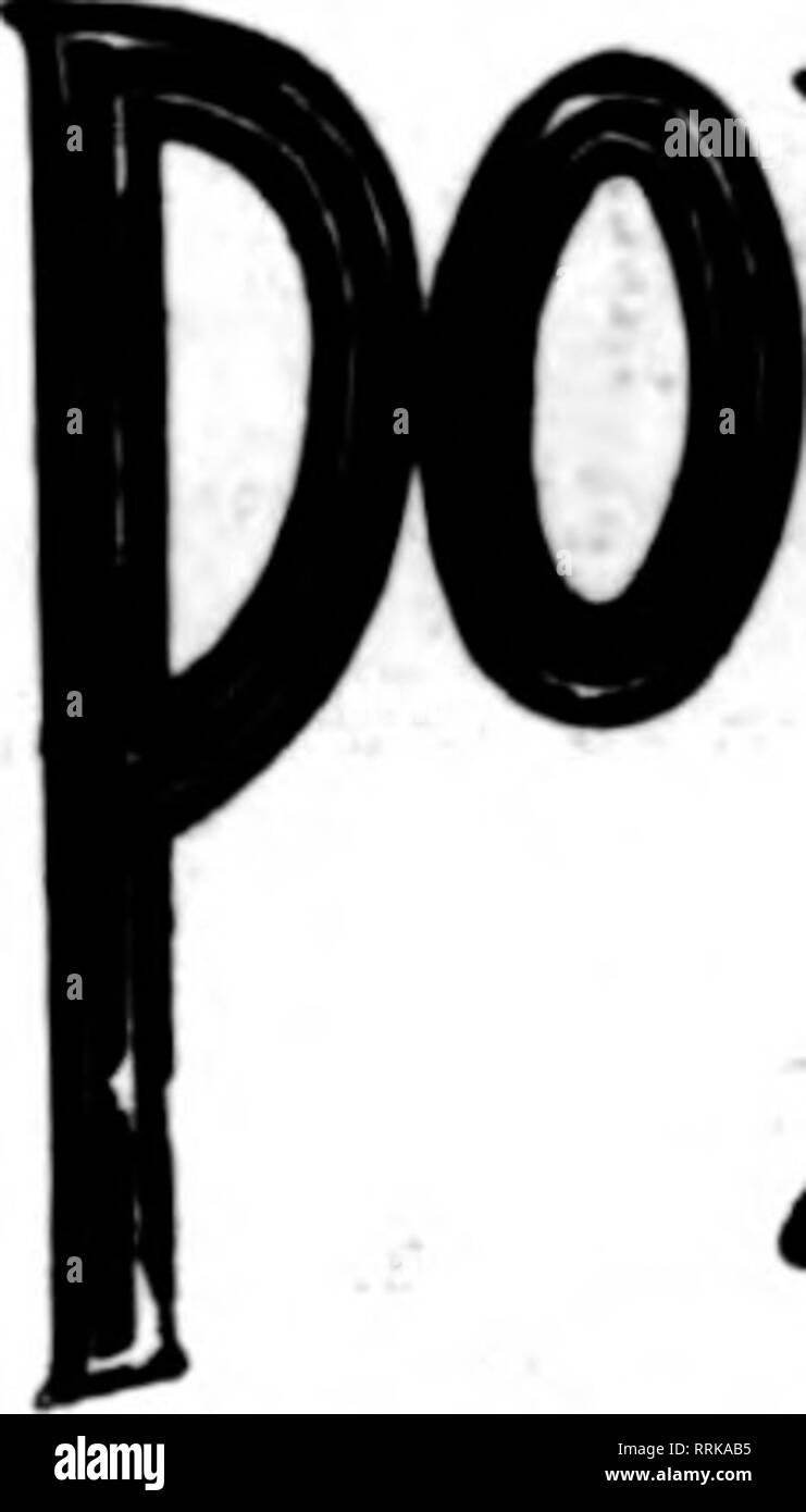 . Les fleuristes [microforme] examen. La floriculture. SF ATTI F Jardins d'Hollywood pour fleuristes livraison Télégraphe Membre Ass'n. L'LEADINGIFLORIST SEATTLE 1622 Second Avenue San Francisco, Oakland et Berkeley aux environs CHAS. C. NAVLET CO. 423 et 427 Market Street, SAN FRANCISCO, CAL, également 20 et 22 à l'Est de la rue San Fernando, SAN JOSE, CAL. San Francisco-McLaren MacRORiE company 141 Powell Street et Palace Hotel, NurseriM Oallfomla, San Mateo. Nous sommes le seul fleuriste vente en gros et au détail* à San Fran- cisco, et qui peut vous donner meilleure attention à toutes les commandes sur le compte de l'approvisionnement illimité de oar pépinières. Banque D'Images