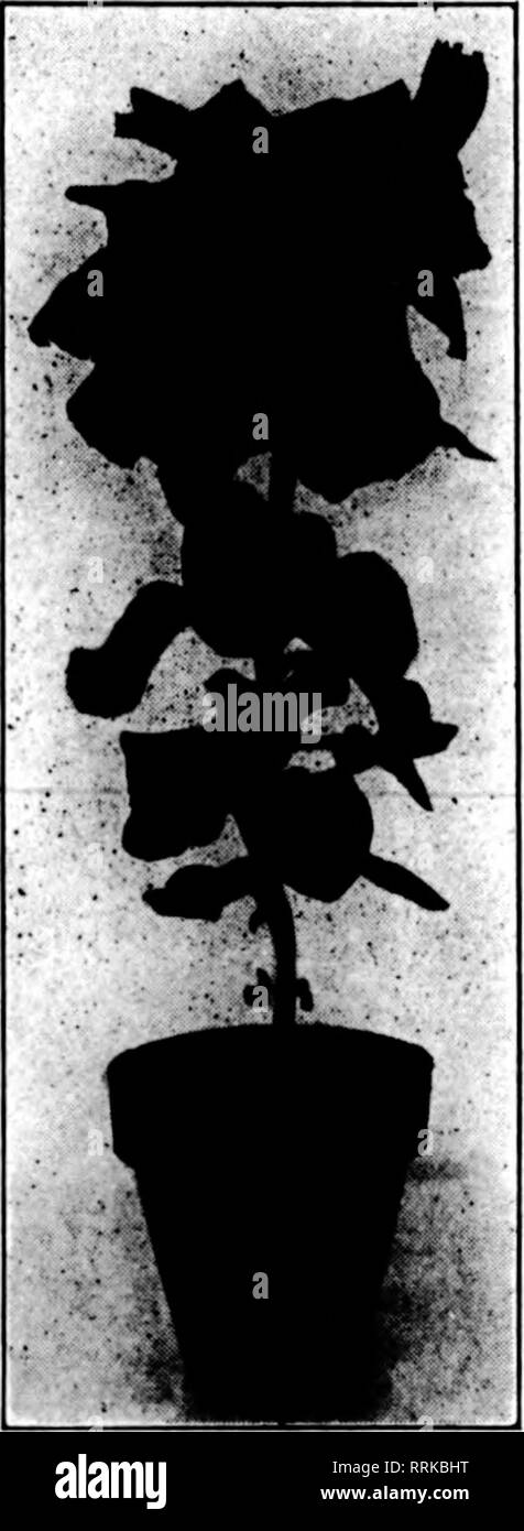 . Les fleuristes [microforme] examen. La floriculture. Jandabt 28, 1919. Les fleuristes^ 69 Examen spécial Saint-valentin violettes bon Stock en quantité ENOMOTO &AMP ; Co., Inc. Les producteurs et les expéditeurs de gros 35 Saint Anne Street SAN FRANCISCO, CAL. Parler de th&Lt ; R"ST" wtkma ym écrire. La Violette, EXPÉDIÉ À TOUS LES POINTS United Flower &AMP ; Supply Co., Inc. 448 Bush Street, SAN FRANCISCO, mentionner l'examen lorsque vous écrivez. Ambrose H. Seeker ; trésorier, James Sproat. Une lettre de protestation contre le décret interdisant l'importation de plantes, arbustes et bulbes de Hollande et de la Belgique a été lu par le secrétaire et de vig Banque D'Images