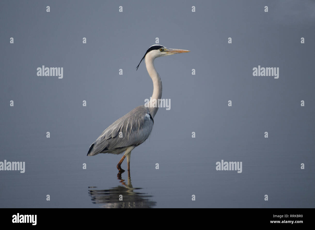 Héron cendré Ardea cinerea debout dans l'eau d'une réflexion au Bhigwan, Pune, Maharashtra, Inde. Banque D'Images