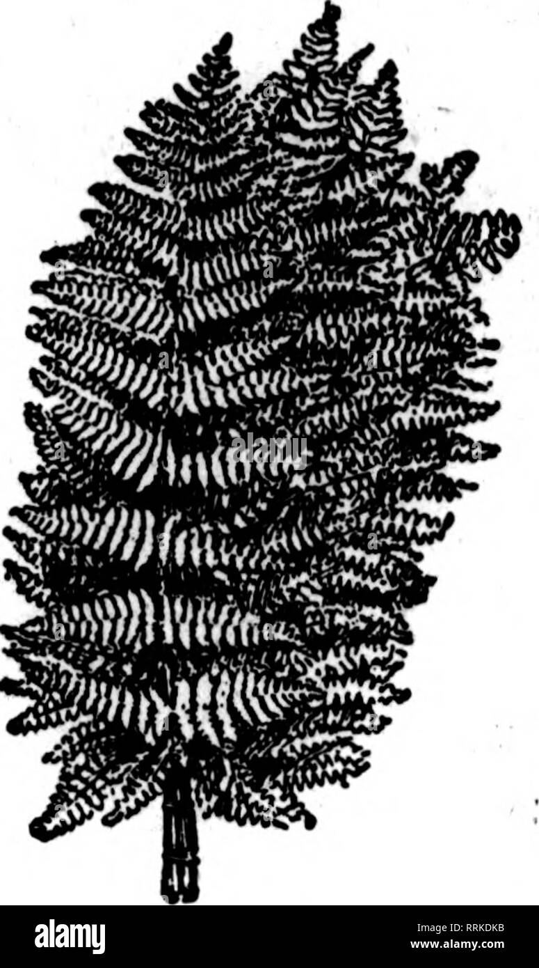 . Les fleuristes [microforme] examen. La floriculture. Mentionner le ReTJew quand yon écrire. le ministère du quartier-maître des forces américaines. La réunion annuelle de l'Est terres- Ehode Horticultural Society a eu lieu à la salle de cours de la Providence pub- lic library 15 janvier. W. H. M. CLEVELAND. Le marché. Les entreprises la semaine dernière a été bonne. Des fournitures ont été plus nombreux et il a paru bon d'être en mesure de répondre aux exigences de l'échange une fois de plus. Les œillets et les narcisses arrivent en quantités et le nettoyage de puits. La coupe de roses est très en deçà de la demande. Lis de Pâques sont bien prises. Violet Banque D'Images