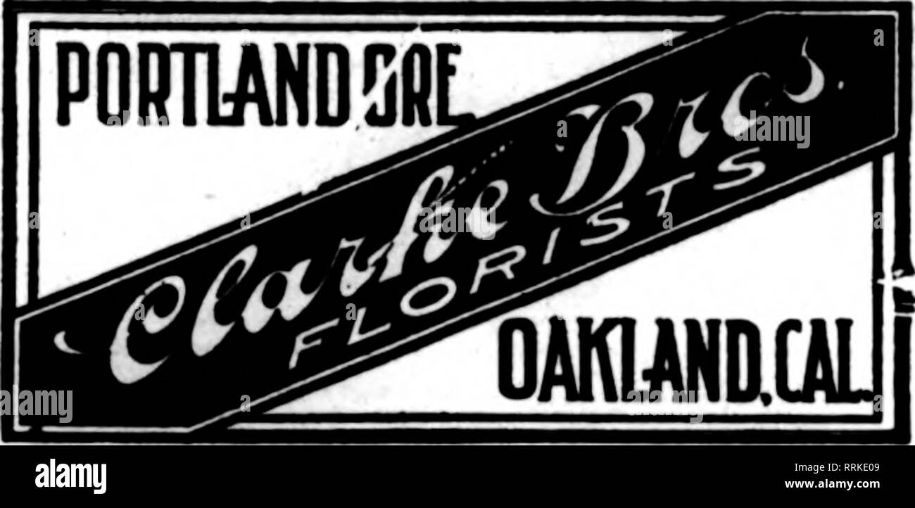 . Les fleuristes [microforme] examen. La floriculture. San Francisco, Oakland et Berkeley aux environs CHAS. C. NAVLET CO. 423 et 427 Rue du Marché. SAN FRANCISCO, CAL. 20 et 22 également à l'Est de la rue San Fernando, SAN JOSE. CAL. San Francisco, Californie McLAREN-MacRORIE COMPANY 141 Powell Street et Palace Hotel Kureyries, San Mateo, Californie. Nous sommes la seule vente en gros et au détail à San Fran- fleuristes, cisco et peut donner meilleure attention à toutes les commandes sur le compte de l'approvisionnement illimité de nos pépinières. Nous sommes spécialisés dans le secteur des fruits et des fleurs "Bon Voyage" parlfsges. Les fleuristes membres Telegraph comme Livraison Banque D'Images